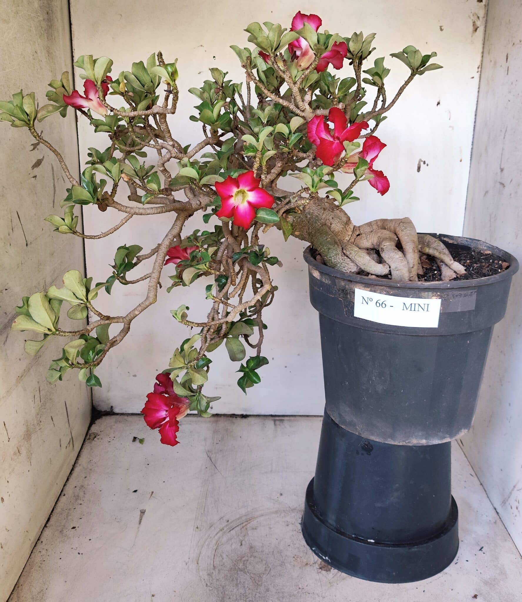 Planta MINI Nº 66 – 30cm – 10 anos