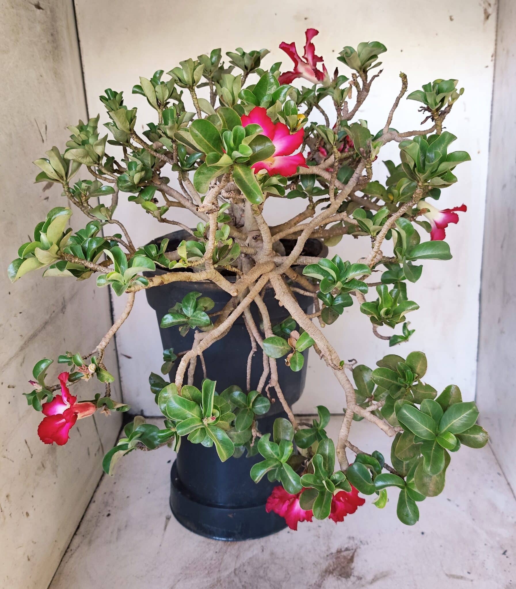 Planta MINI Nº 66 – 30cm – 10 anos