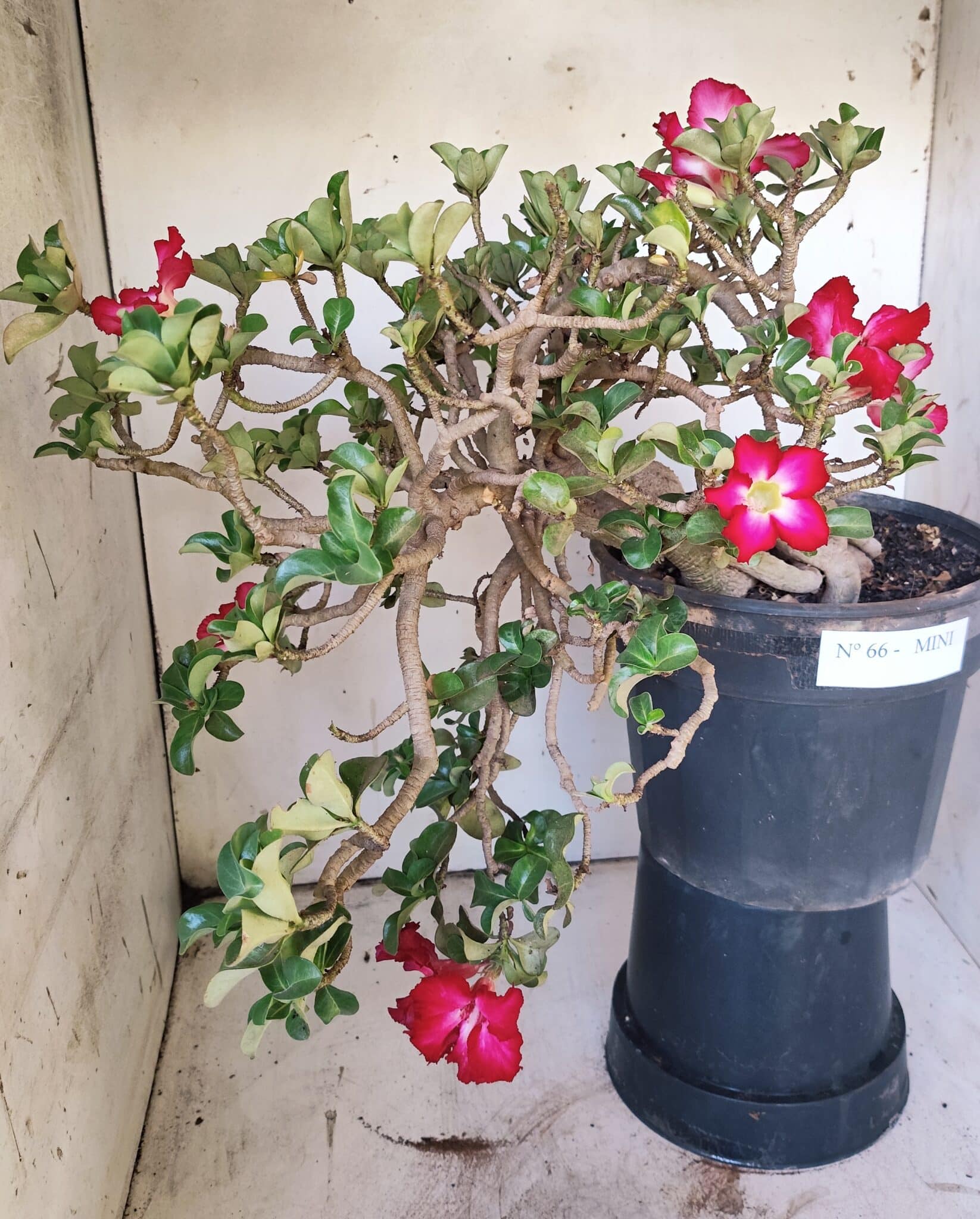 Planta MINI Nº 66 – 30cm – 10 anos