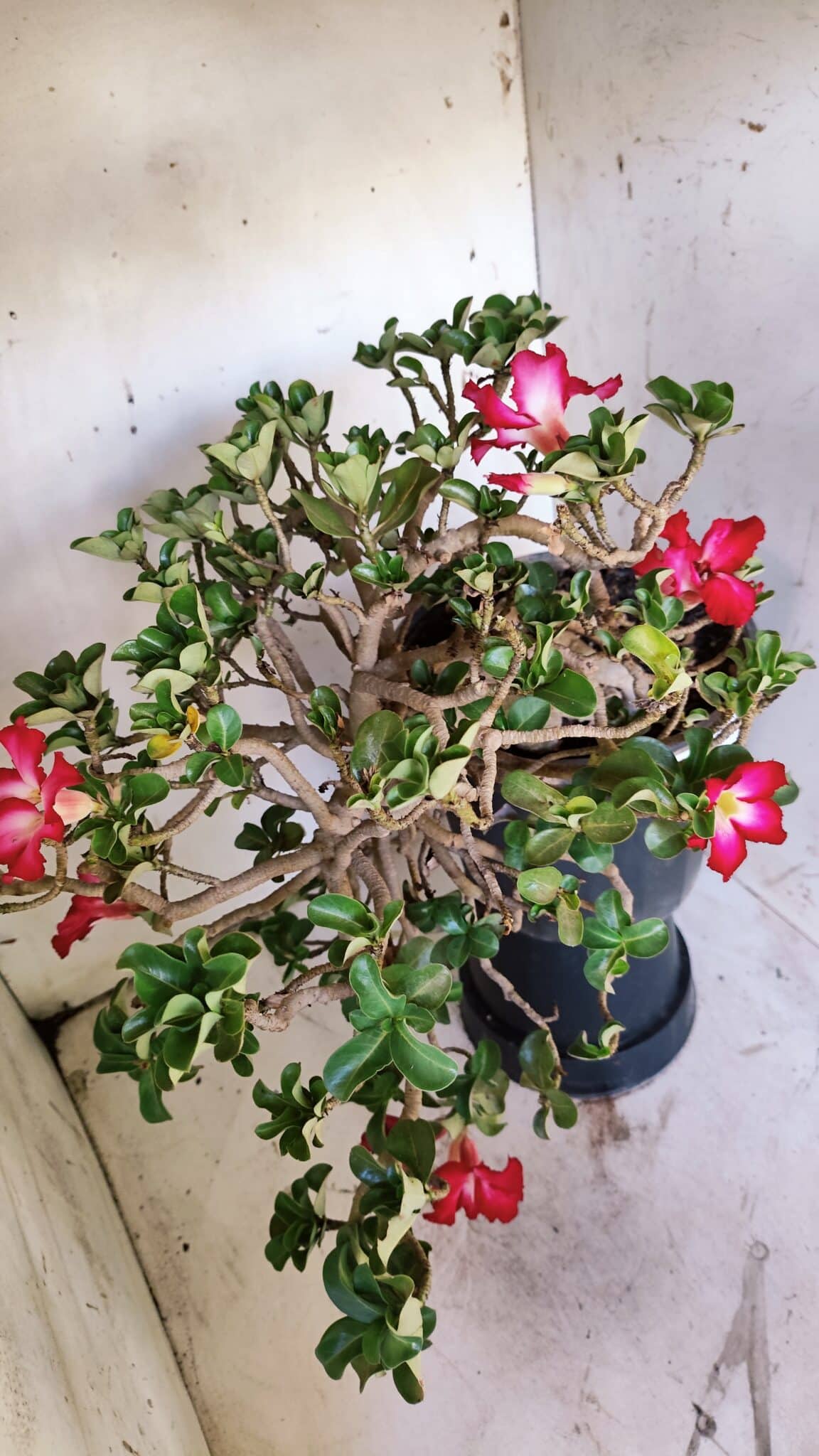 Planta MINI Nº 66 – 30cm – 10 anos