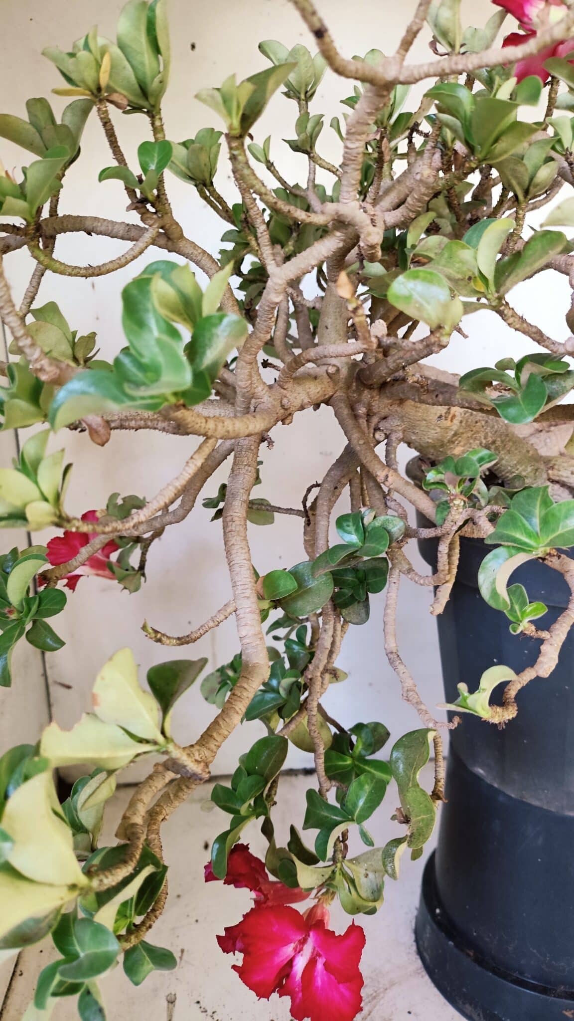 Planta MINI Nº 66 – 30cm – 10 anos