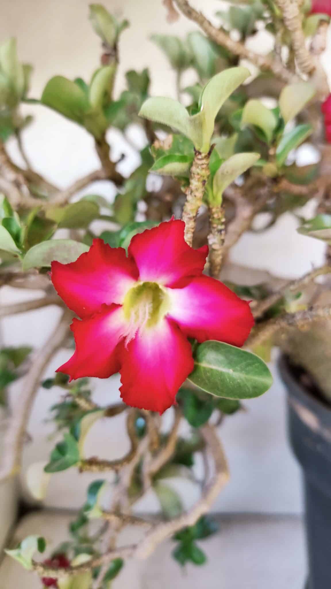 Planta MINI Nº 66 – 30cm – 10 anos