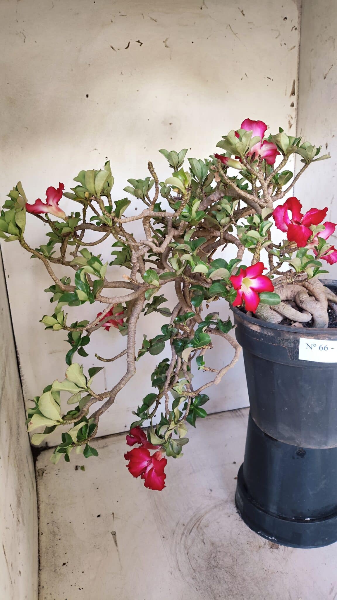 Planta MINI Nº 66 – 30cm – 10 anos