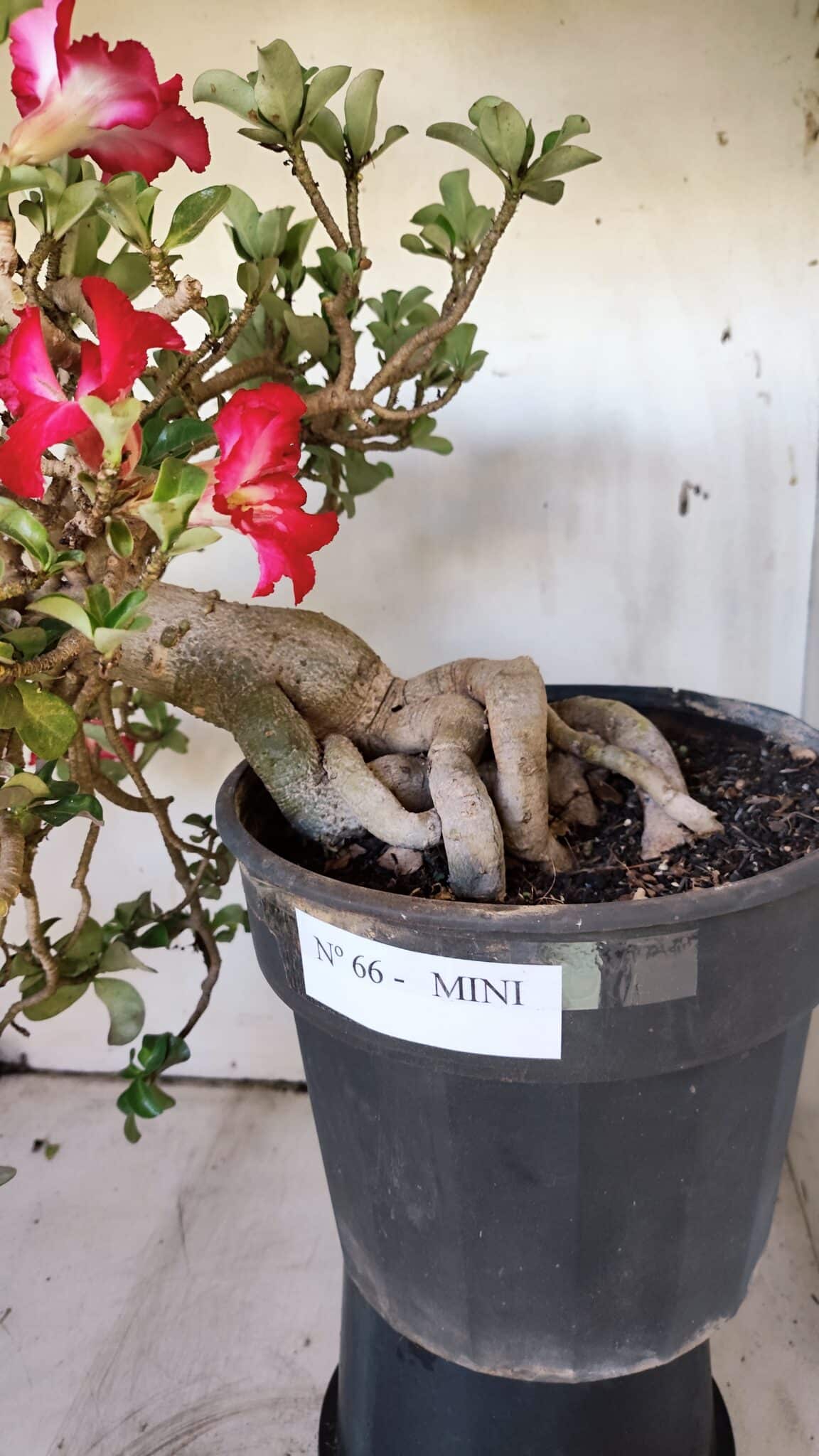 Planta MINI Nº 66 – 30cm – 10 anos