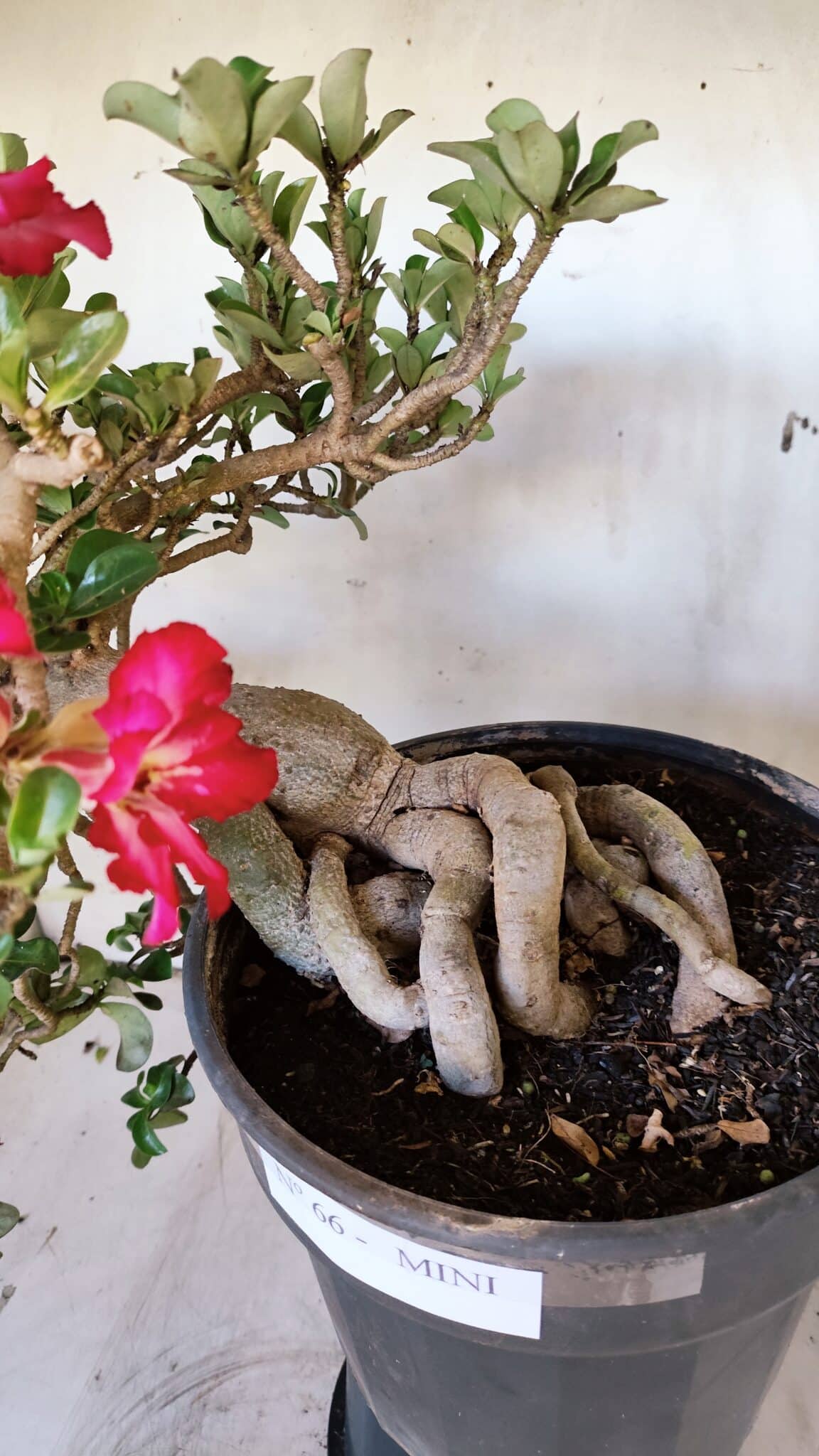 Planta MINI Nº 66 – 30cm – 10 anos