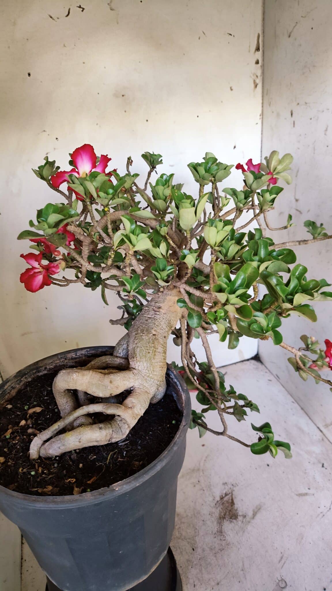 Planta MINI Nº 66 – 30cm – 10 anos