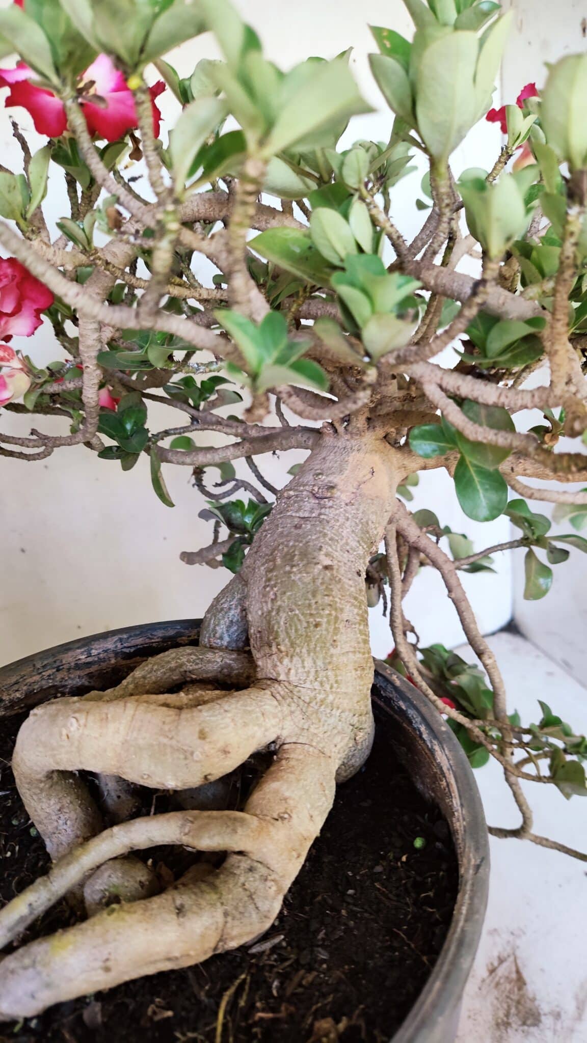 Planta MINI Nº 66 – 30cm – 10 anos