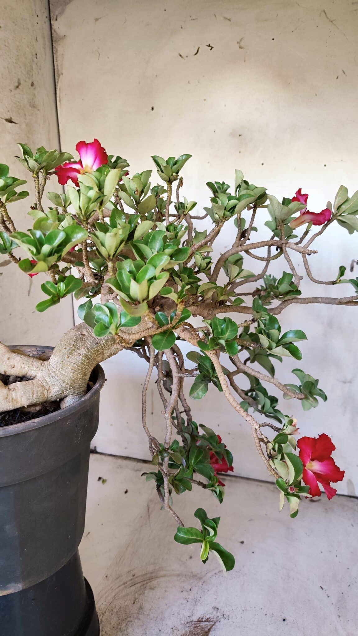 Planta MINI Nº 66 – 30cm – 10 anos