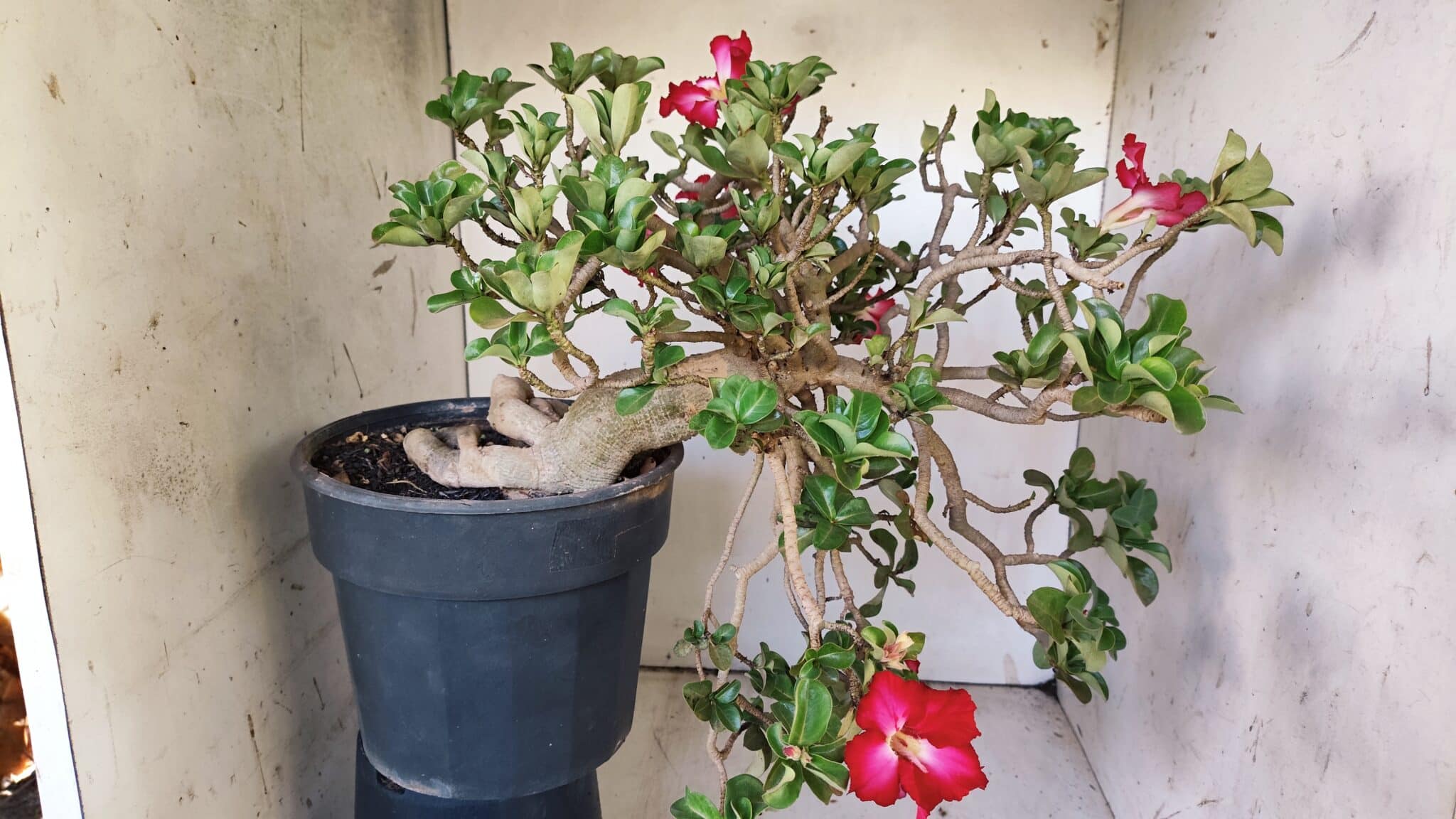Planta MINI Nº 66 – 30cm – 10 anos