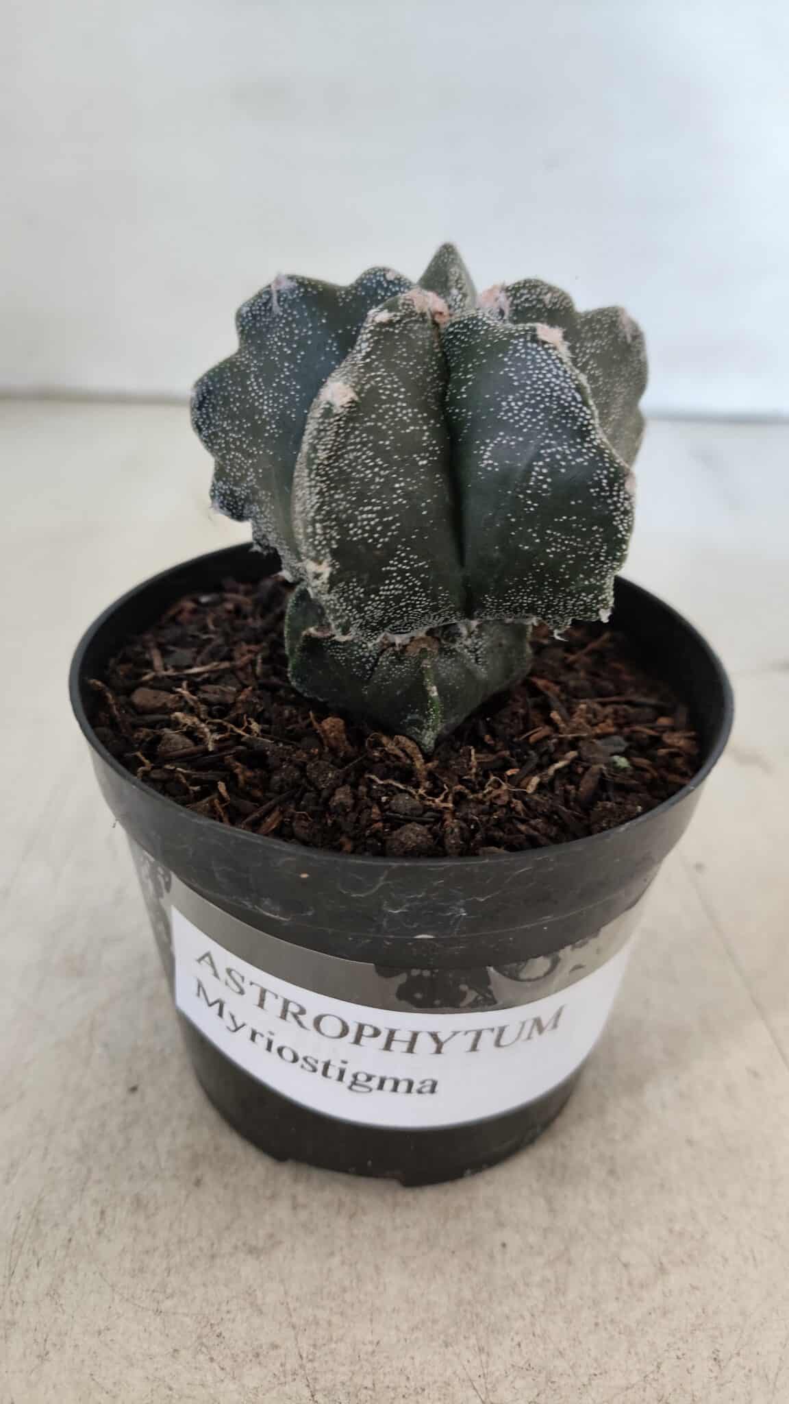 ASTROPHYTUM MYRIOSTIGMA Nº 1000 – vaso 09