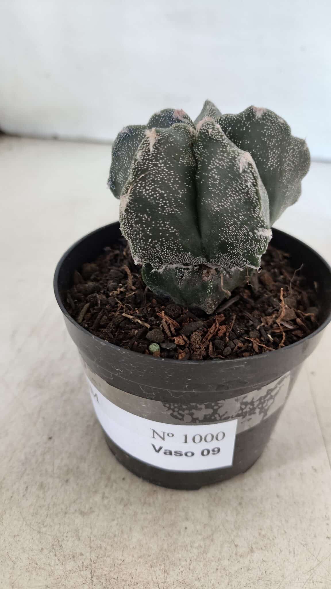 ASTROPHYTUM MYRIOSTIGMA Nº 1000 – vaso 09