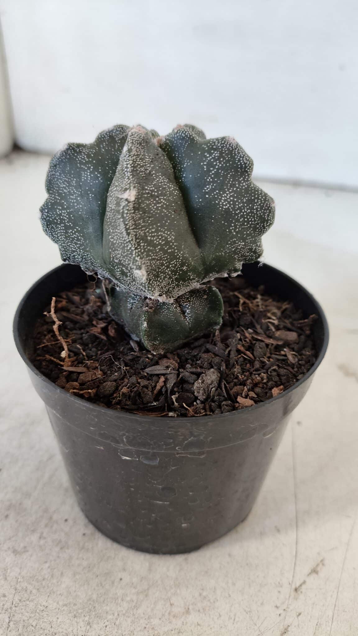 ASTROPHYTUM MYRIOSTIGMA Nº 1000 – vaso 09