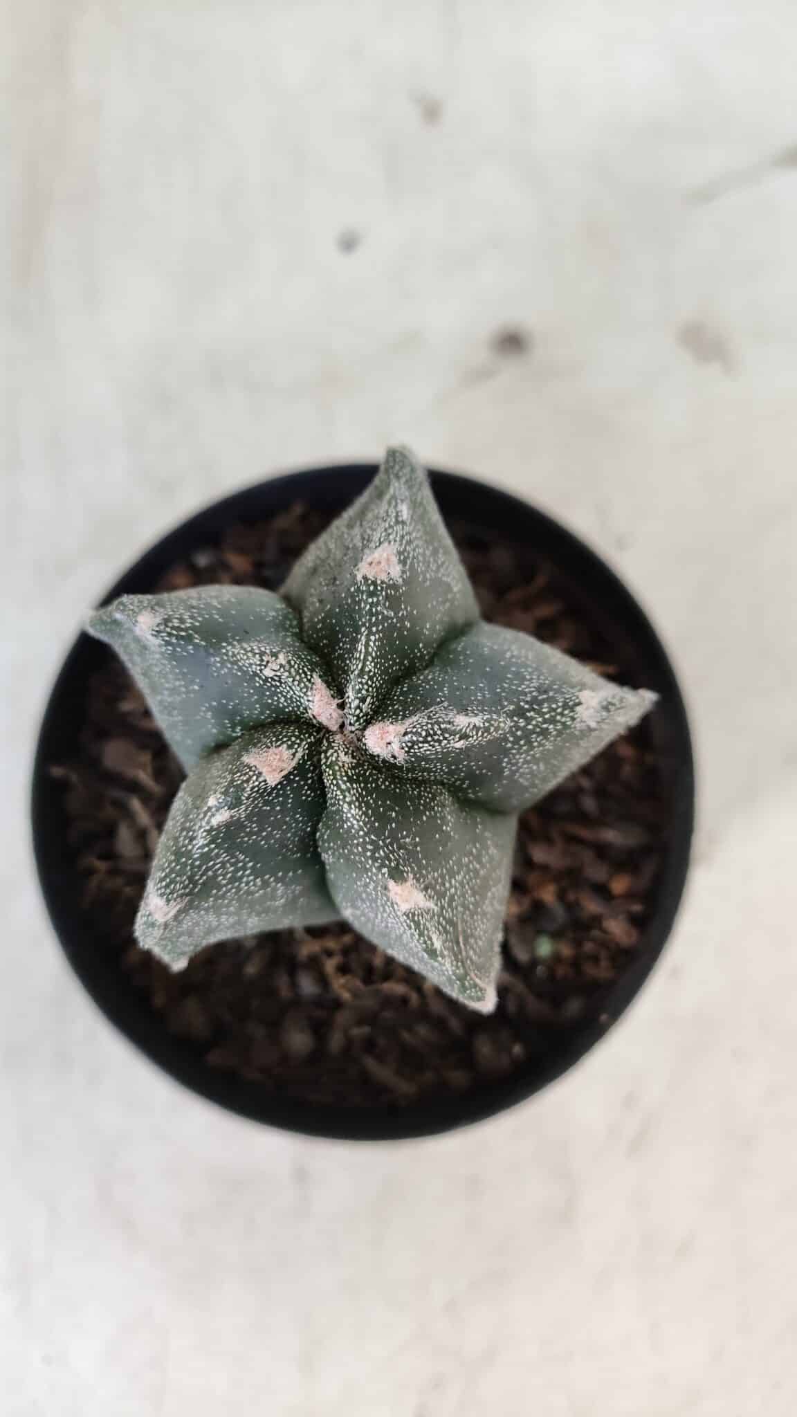 ASTROPHYTUM MYRIOSTIGMA Nº 1000 – vaso 09