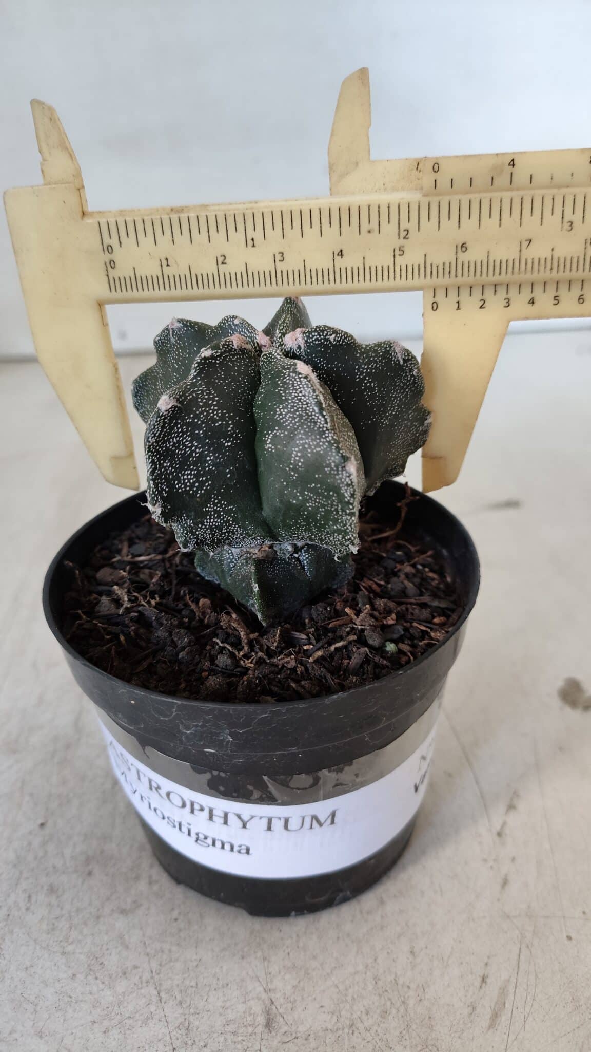 ASTROPHYTUM MYRIOSTIGMA Nº 1000 – vaso 09