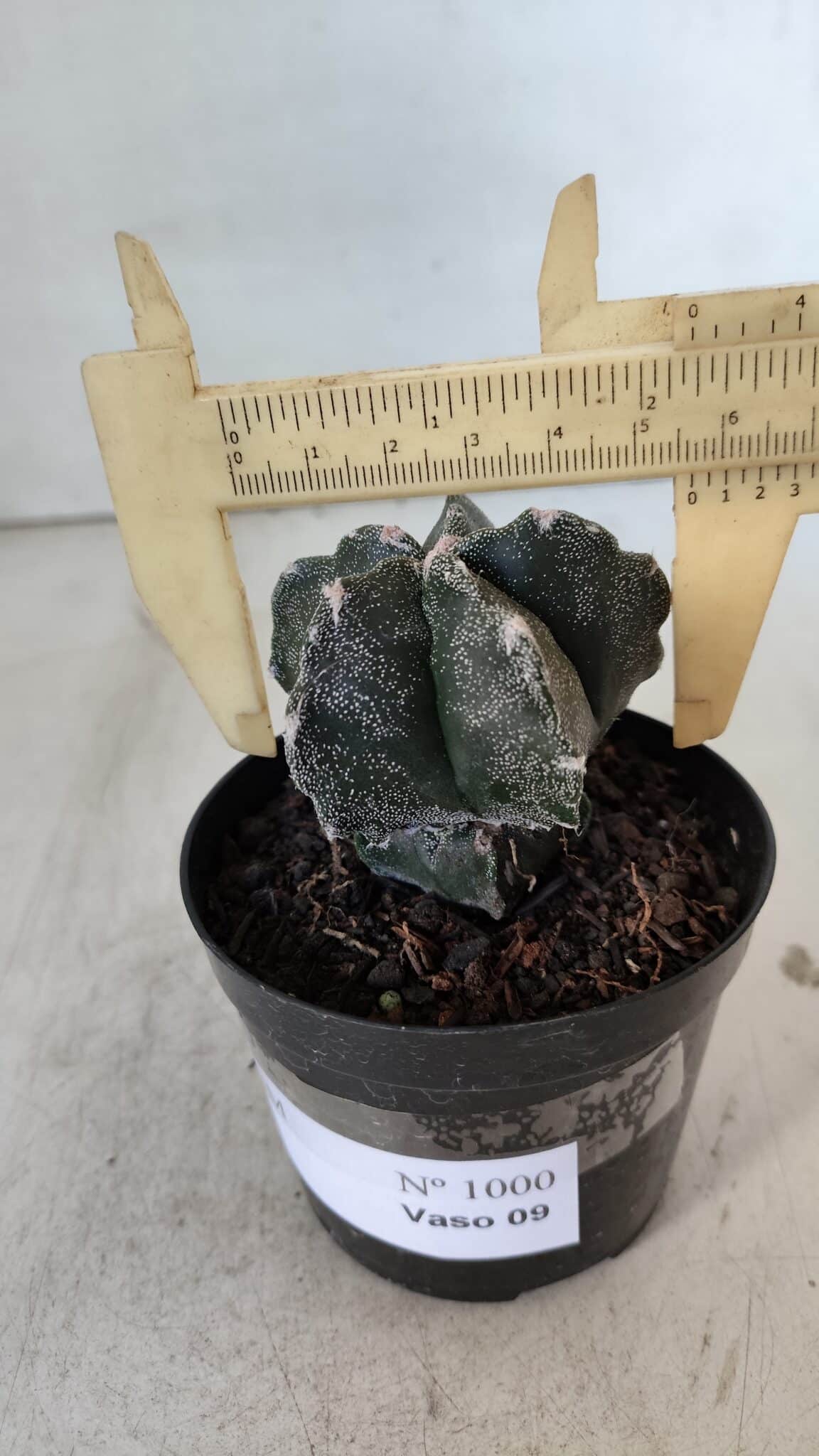 ASTROPHYTUM MYRIOSTIGMA Nº 1000 – vaso 09