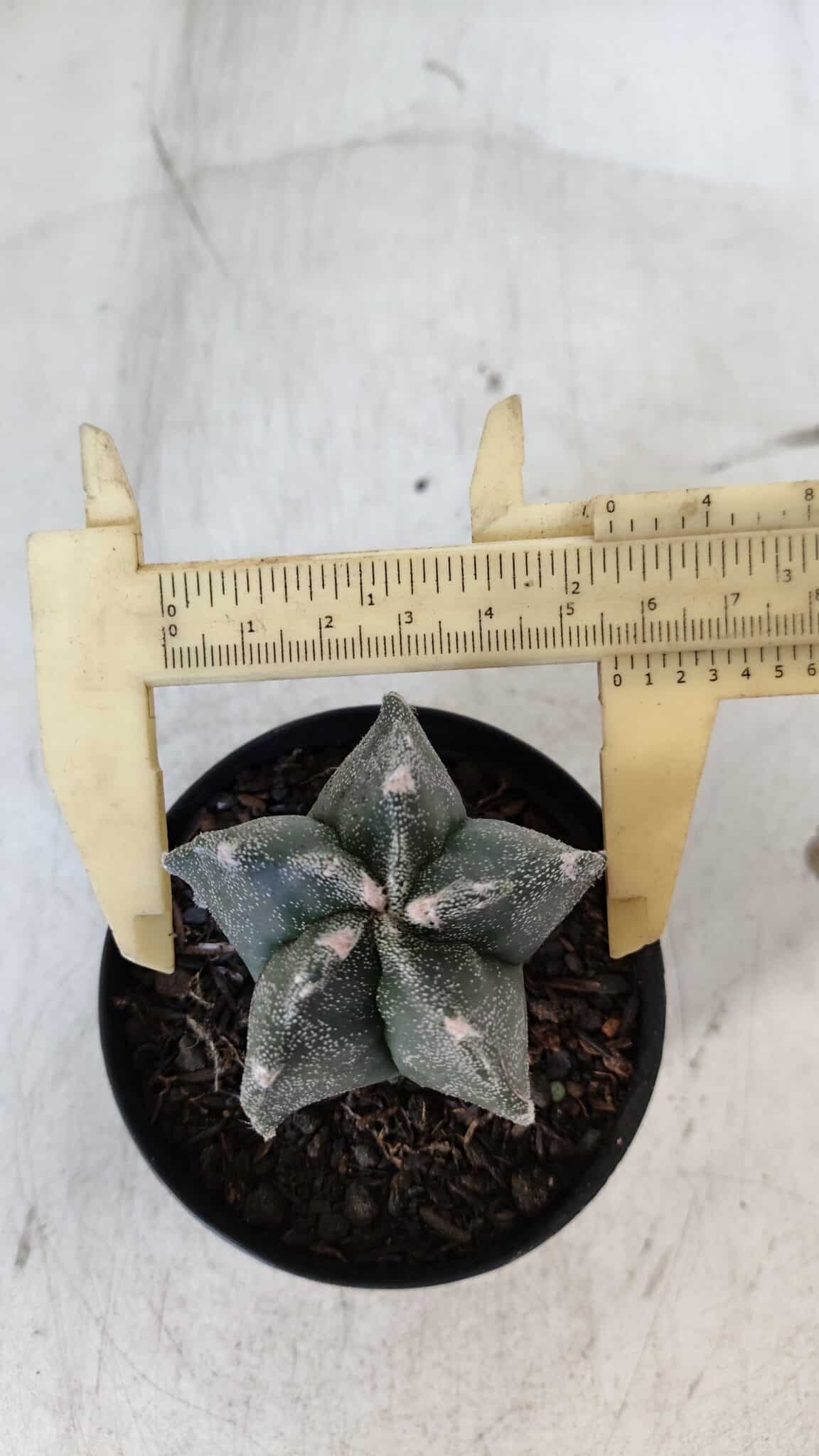 ASTROPHYTUM MYRIOSTIGMA Nº 1000 – vaso 09