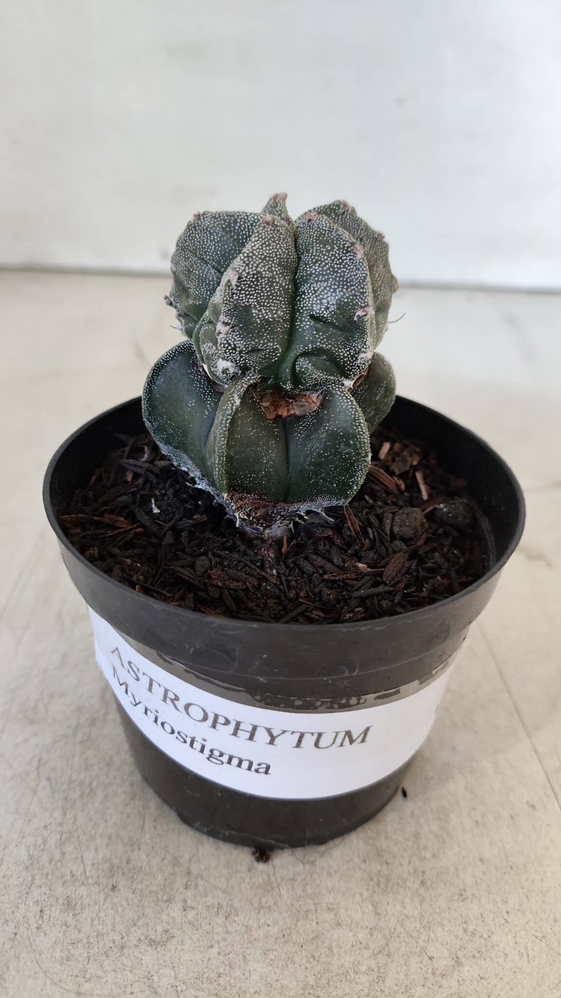 ASTROPHYTUM MYRIOSTIGMA Nº 1001 – vaso 09