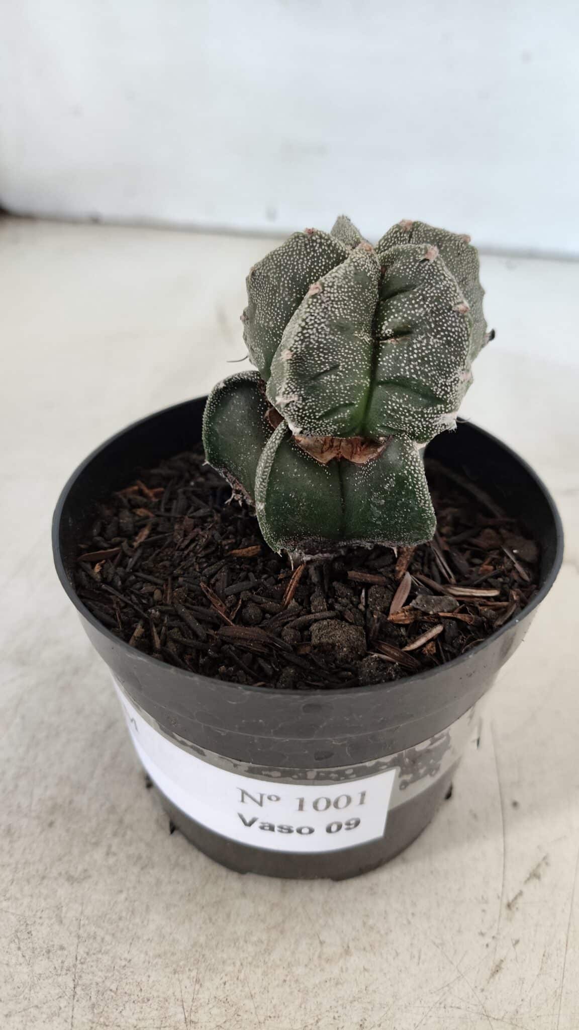 ASTROPHYTUM MYRIOSTIGMA Nº 1001 – vaso 09