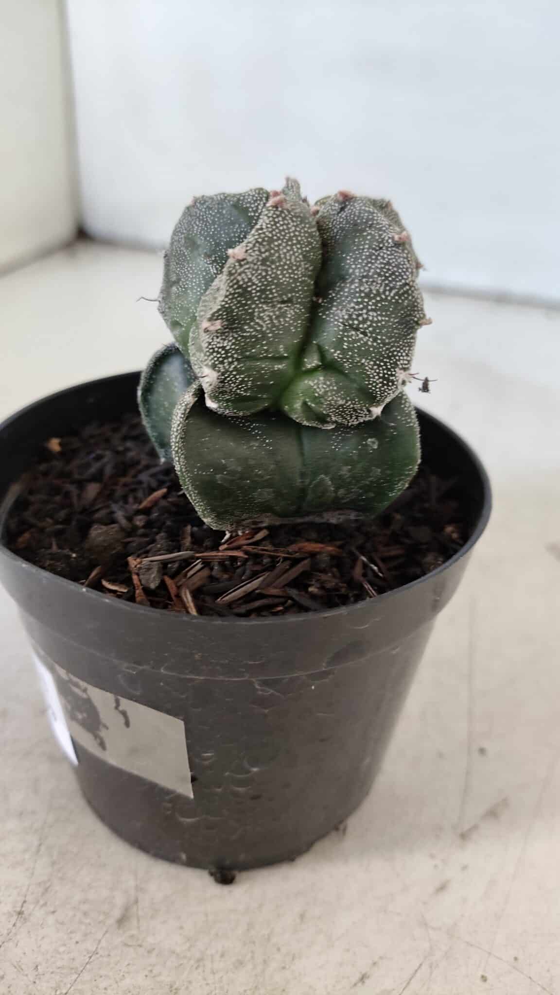 ASTROPHYTUM MYRIOSTIGMA Nº 1001 – vaso 09