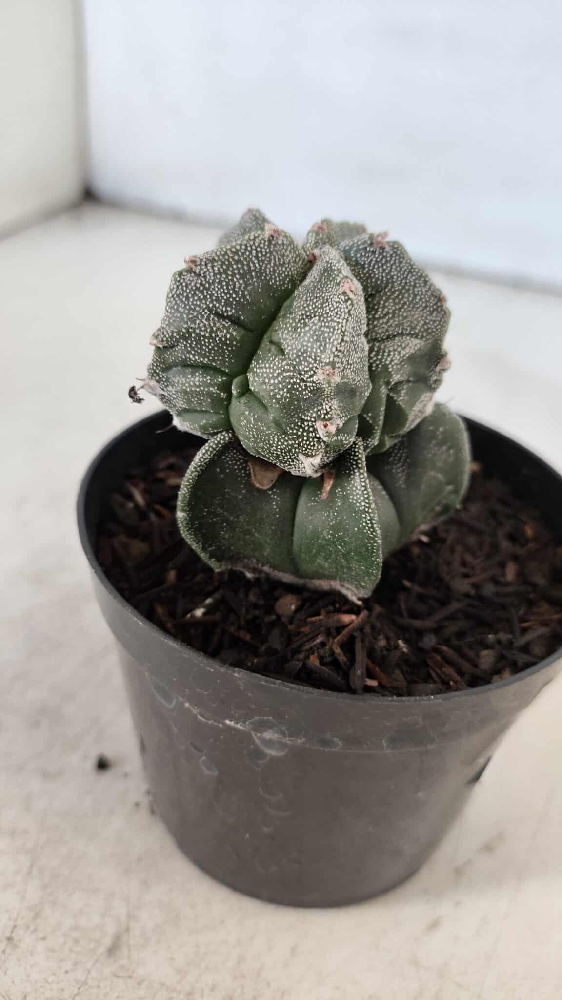 ASTROPHYTUM MYRIOSTIGMA Nº 1001 – vaso 09