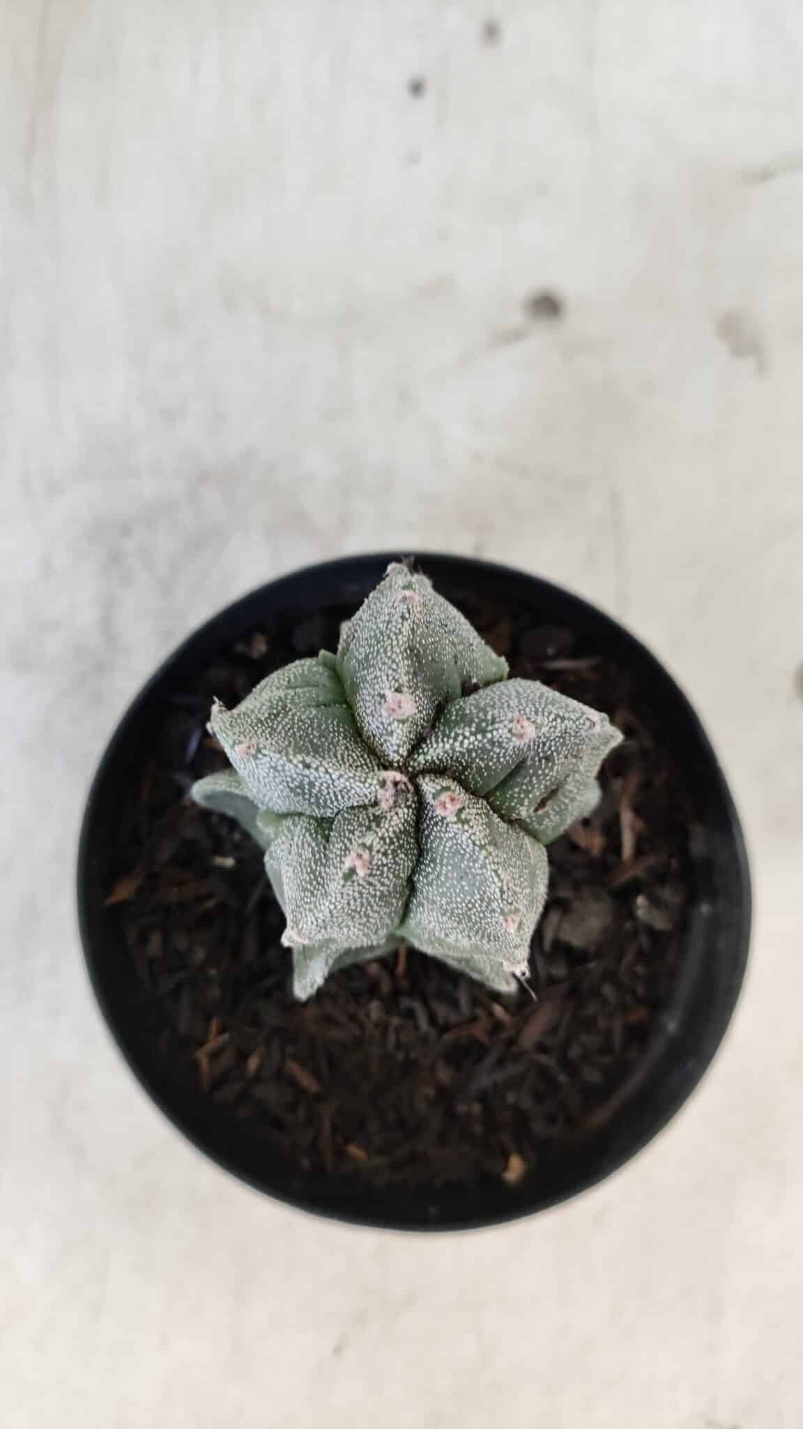 ASTROPHYTUM MYRIOSTIGMA Nº 1001 – vaso 09