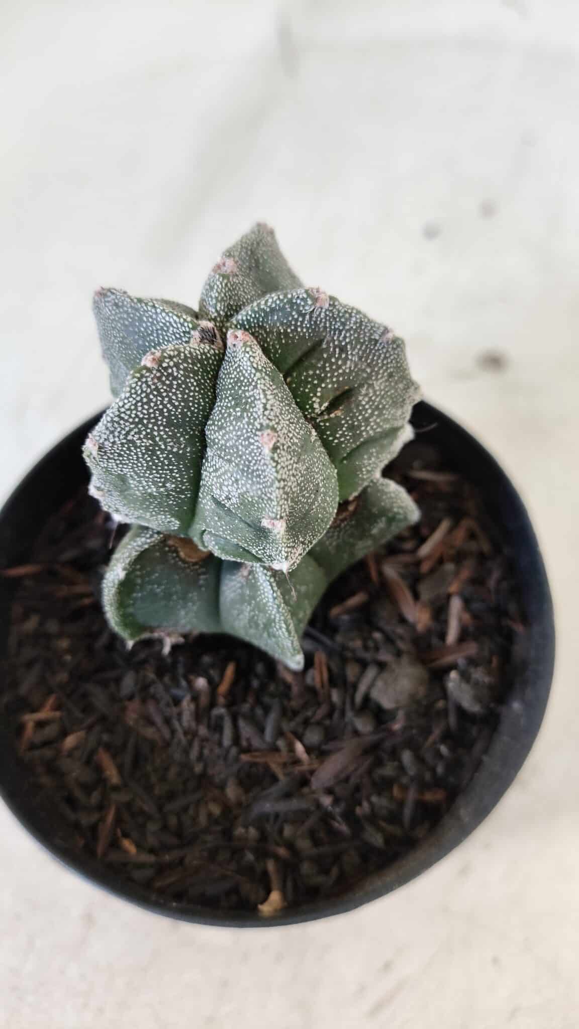 ASTROPHYTUM MYRIOSTIGMA Nº 1001 – vaso 09