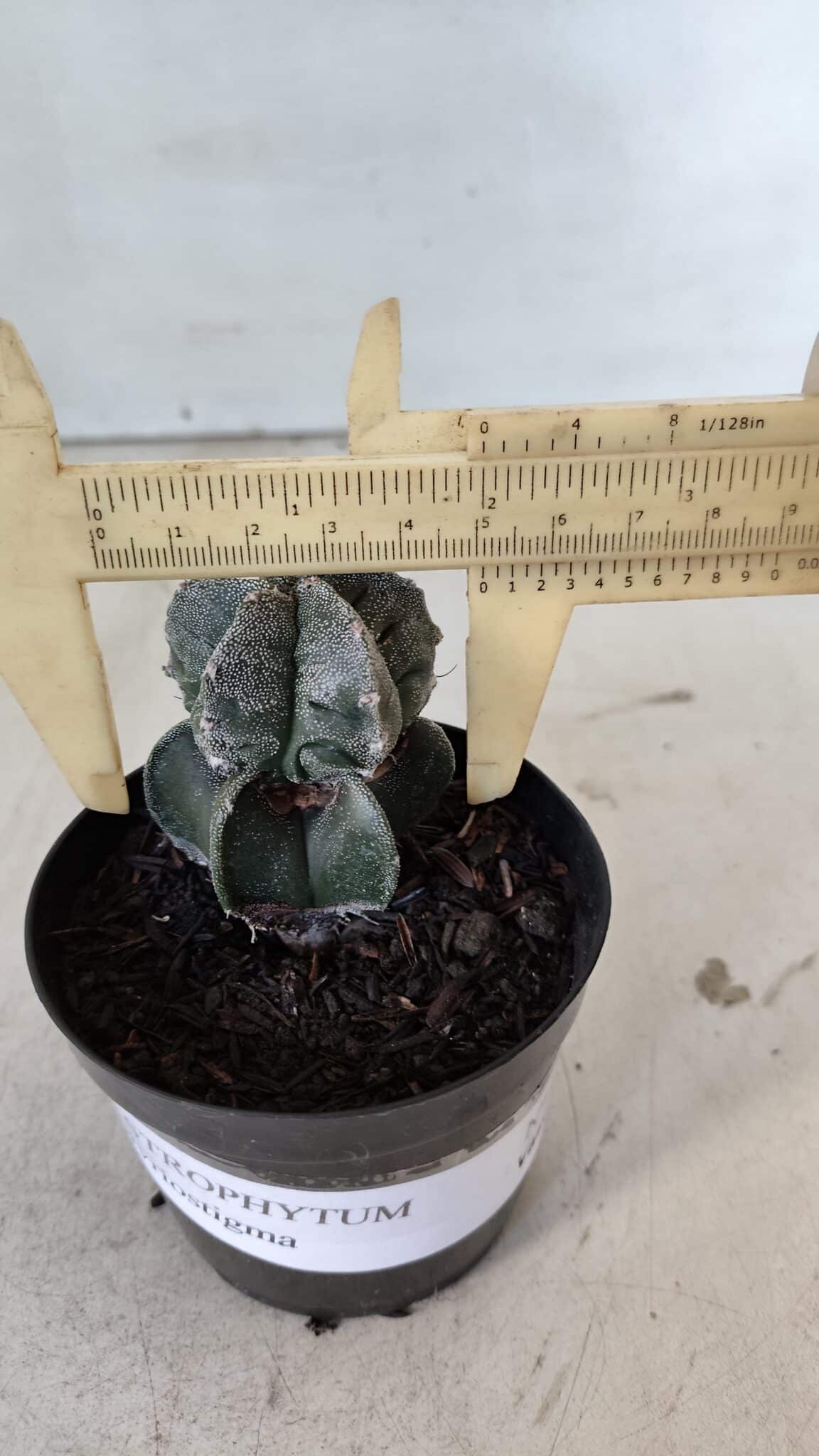 ASTROPHYTUM MYRIOSTIGMA Nº 1001 – vaso 09