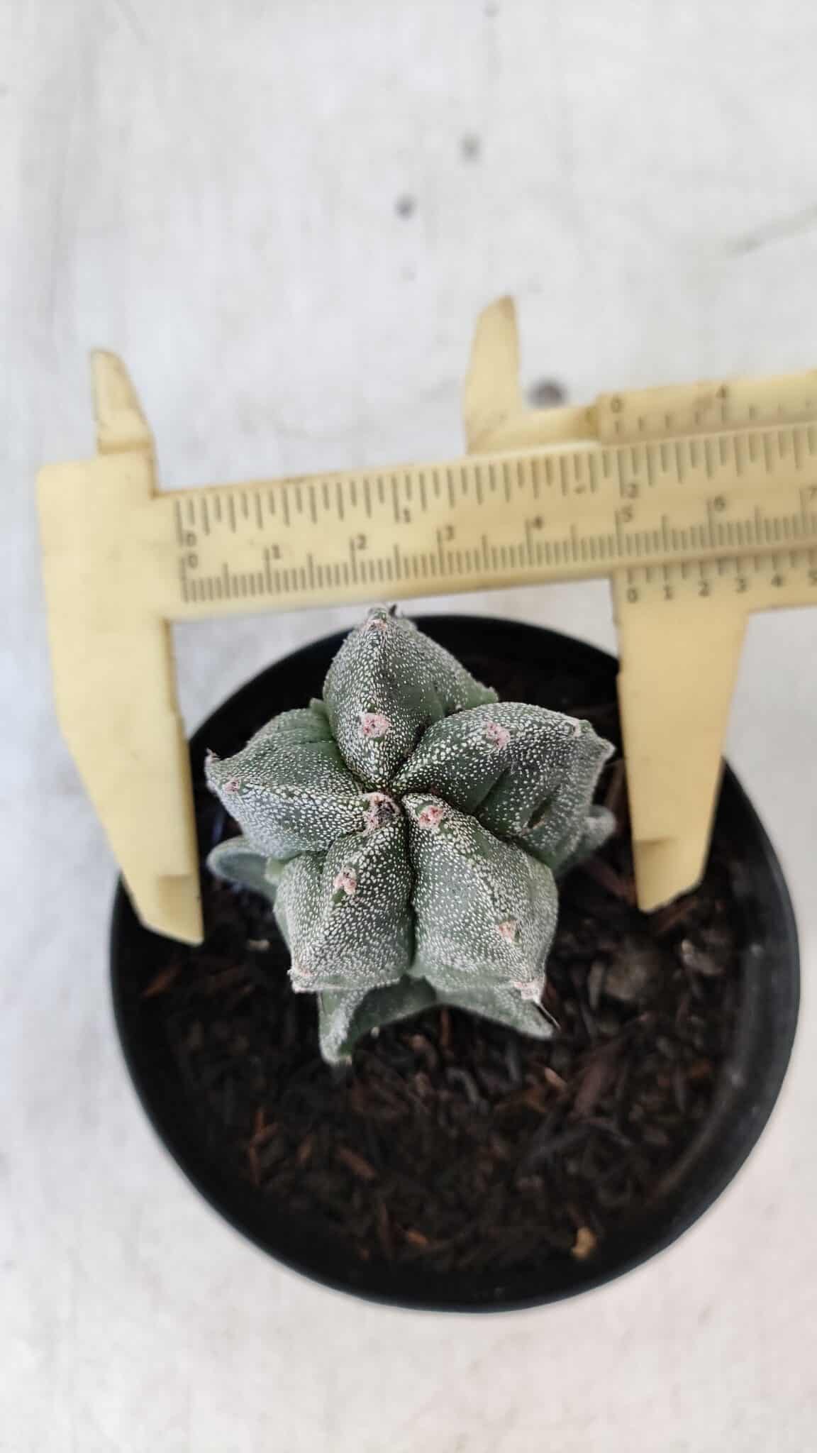 ASTROPHYTUM MYRIOSTIGMA Nº 1001 – vaso 09
