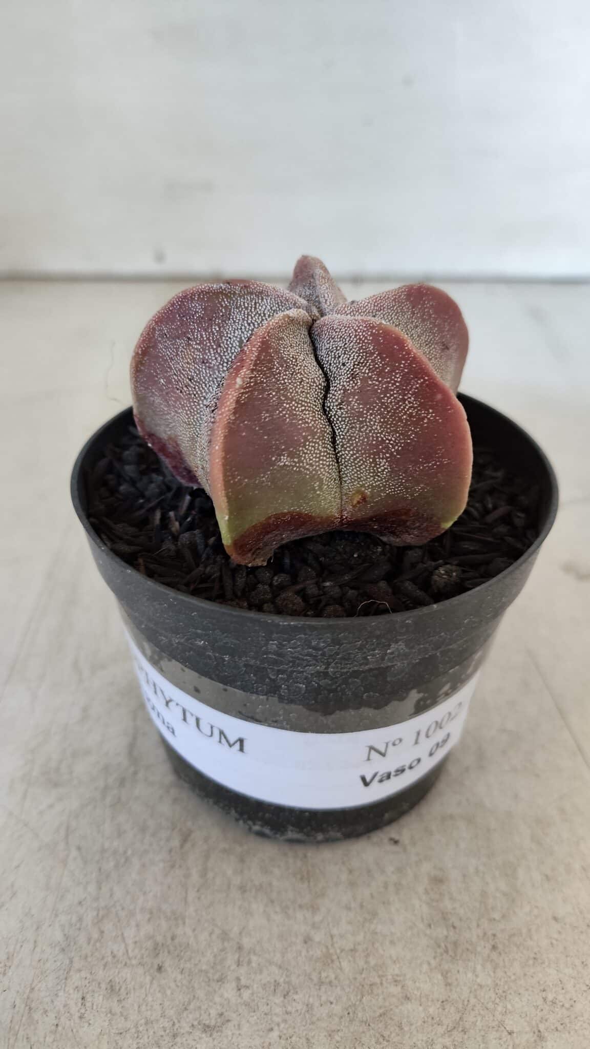 ASTROPHYTUM MYRIOSTIGMA Nº 1002 – vaso 09