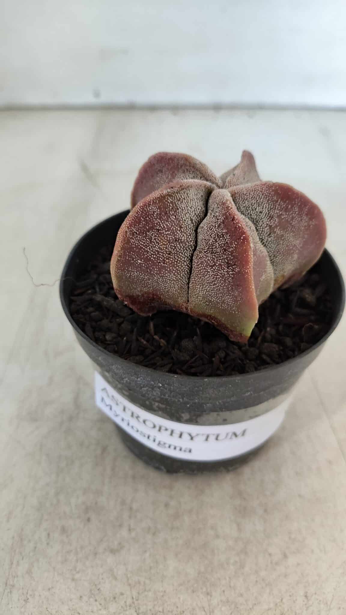 ASTROPHYTUM MYRIOSTIGMA Nº 1002 – vaso 09
