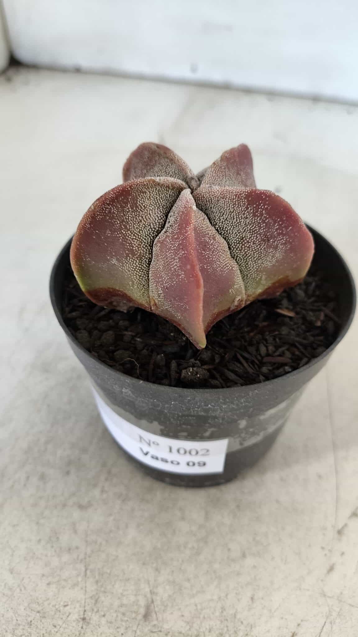 ASTROPHYTUM MYRIOSTIGMA Nº 1002 – vaso 09