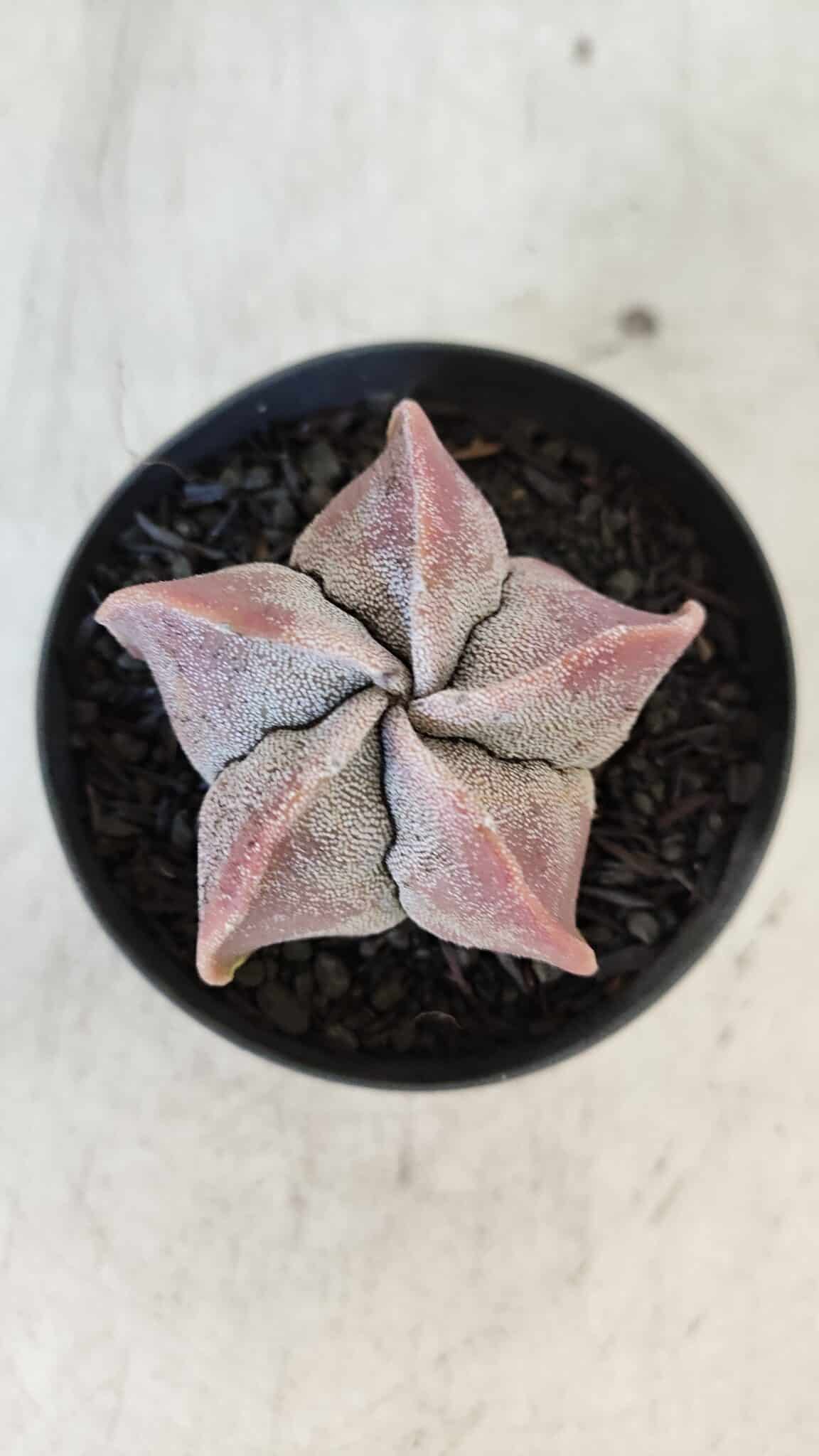 ASTROPHYTUM MYRIOSTIGMA Nº 1002 – vaso 09