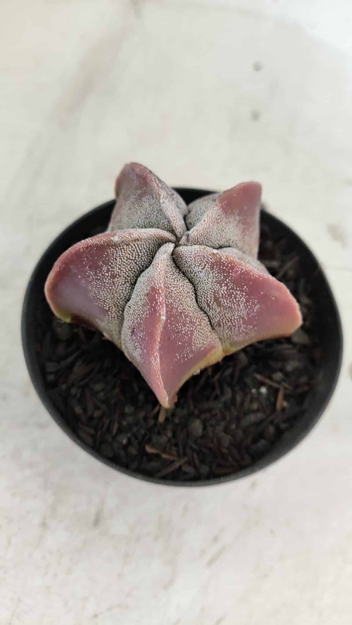 ASTROPHYTUM MYRIOSTIGMA Nº 1002 – vaso 09