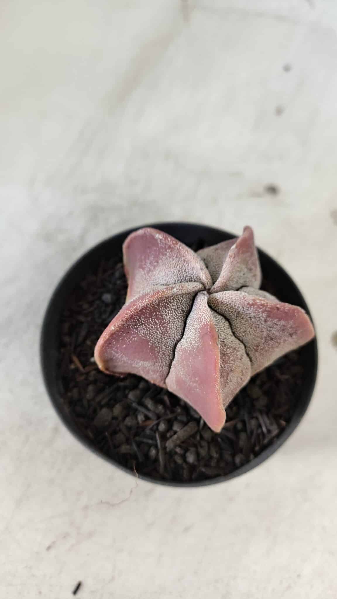 ASTROPHYTUM MYRIOSTIGMA Nº 1002 – vaso 09