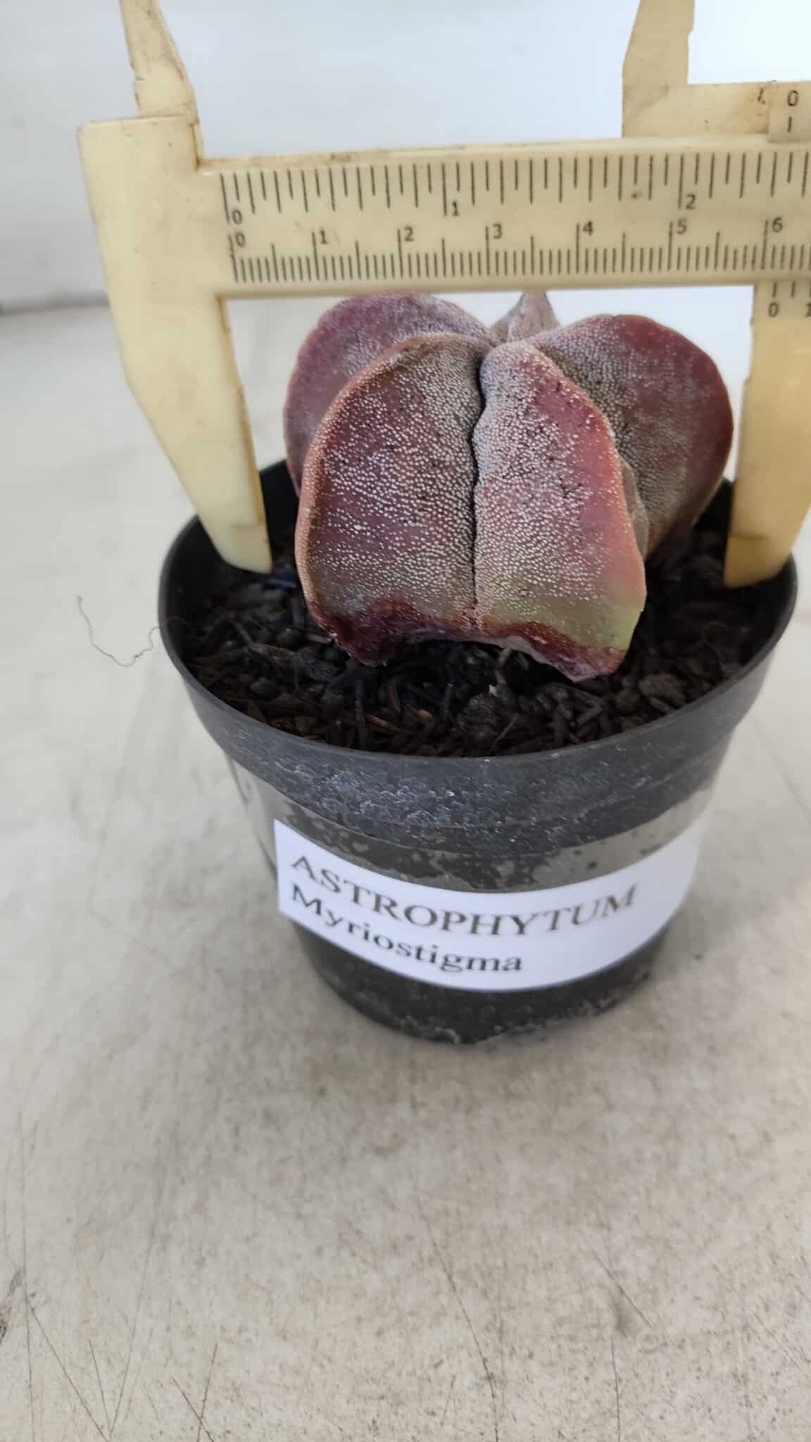 ASTROPHYTUM MYRIOSTIGMA Nº 1002 – vaso 09