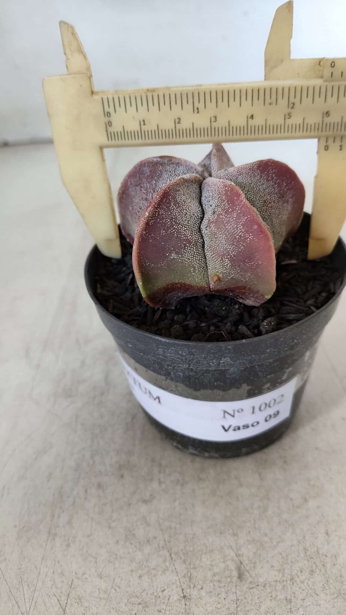 ASTROPHYTUM MYRIOSTIGMA Nº 1002 – vaso 09