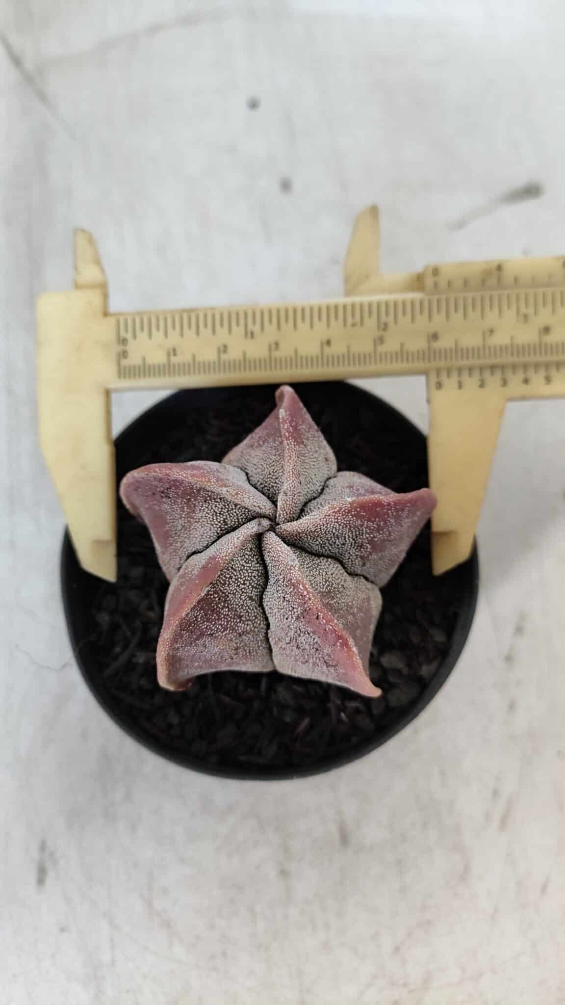ASTROPHYTUM MYRIOSTIGMA Nº 1002 – vaso 09
