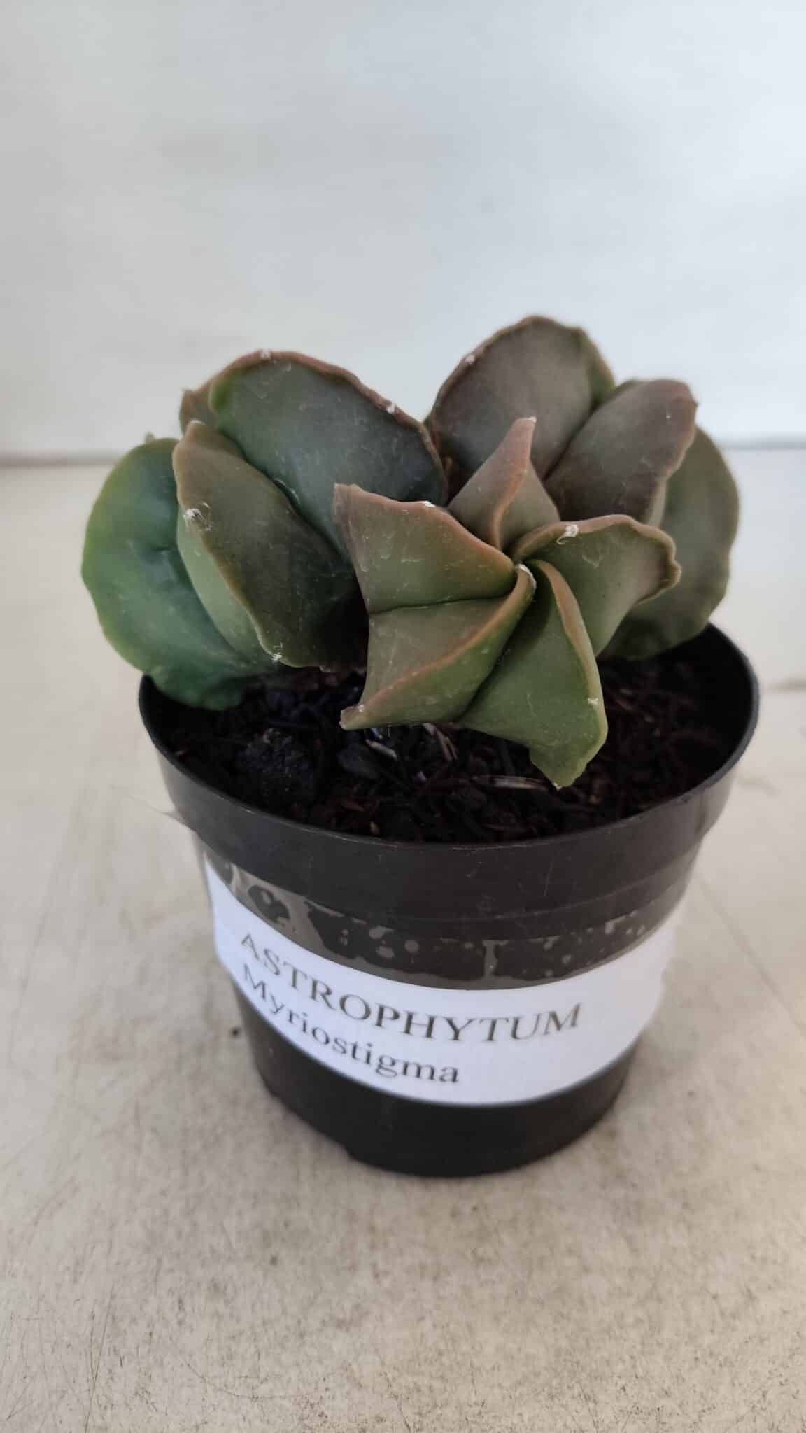ASTROPHYTUM MYRIOSTIGMA Nº 1003 – vaso 09