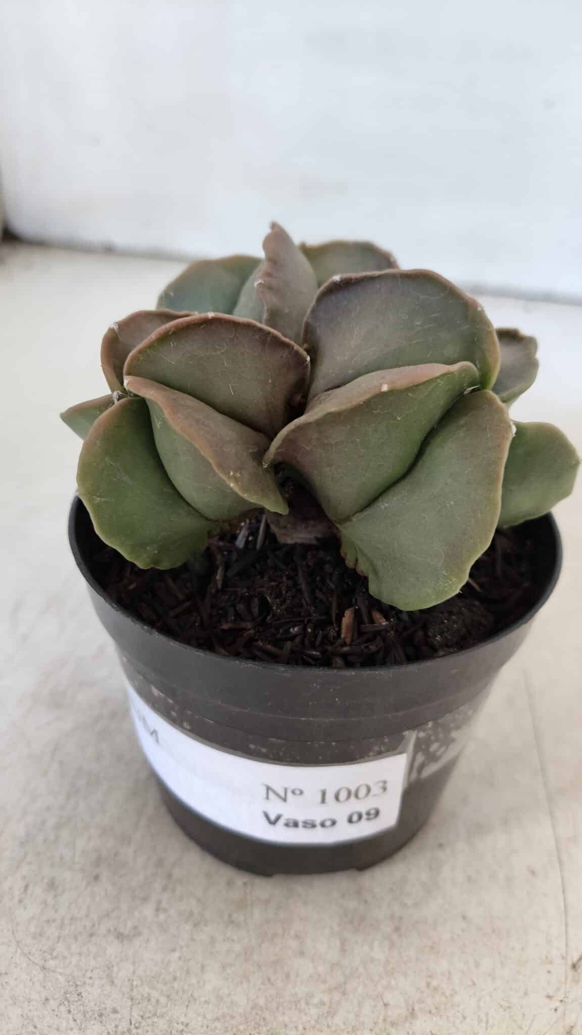 ASTROPHYTUM MYRIOSTIGMA Nº 1003 – vaso 09