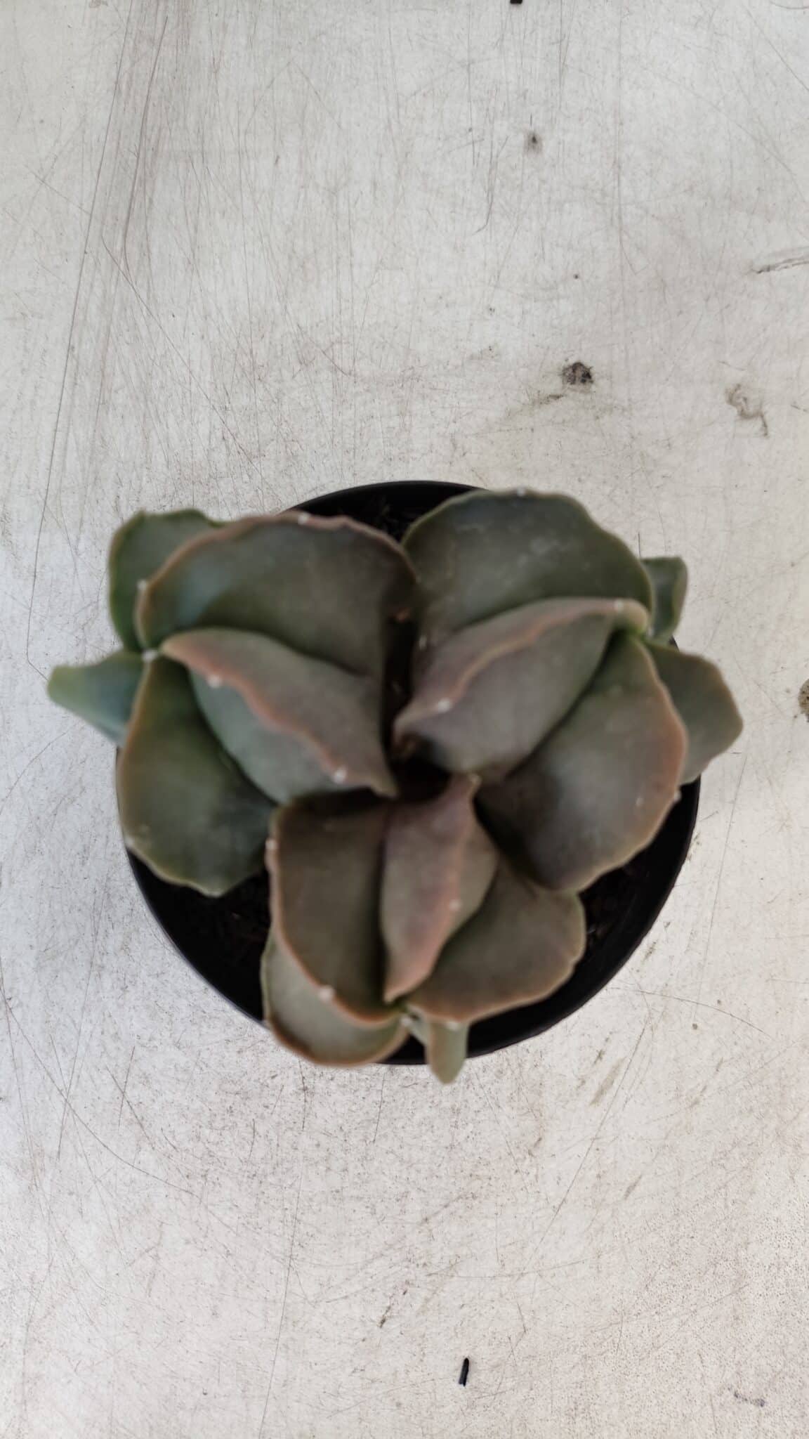ASTROPHYTUM MYRIOSTIGMA Nº 1003 – vaso 09