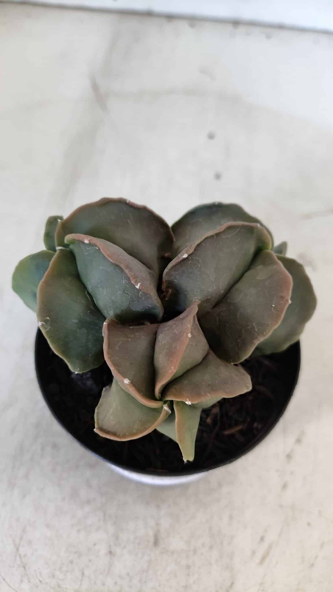 ASTROPHYTUM MYRIOSTIGMA Nº 1003 – vaso 09