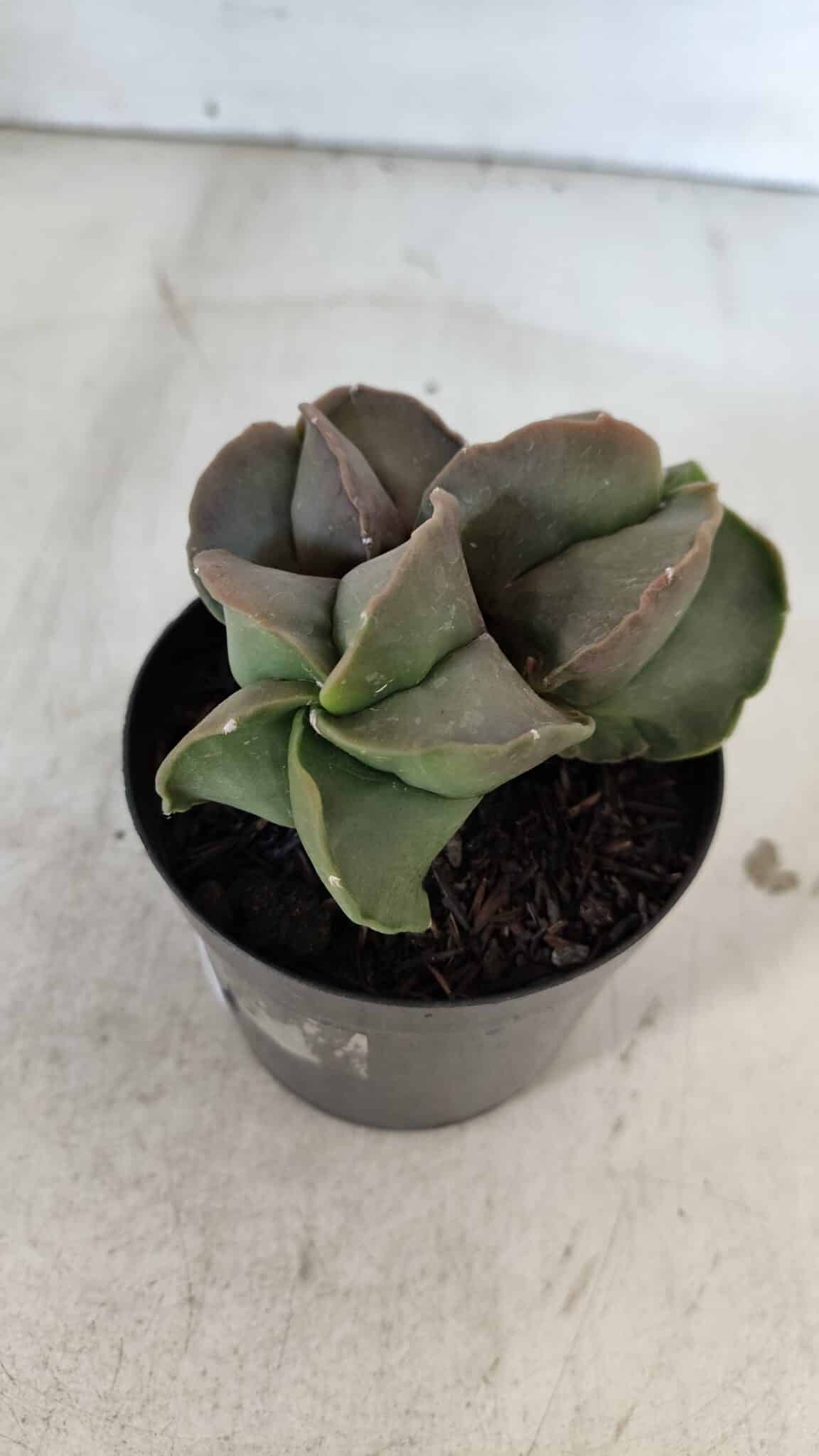 ASTROPHYTUM MYRIOSTIGMA Nº 1003 – vaso 09