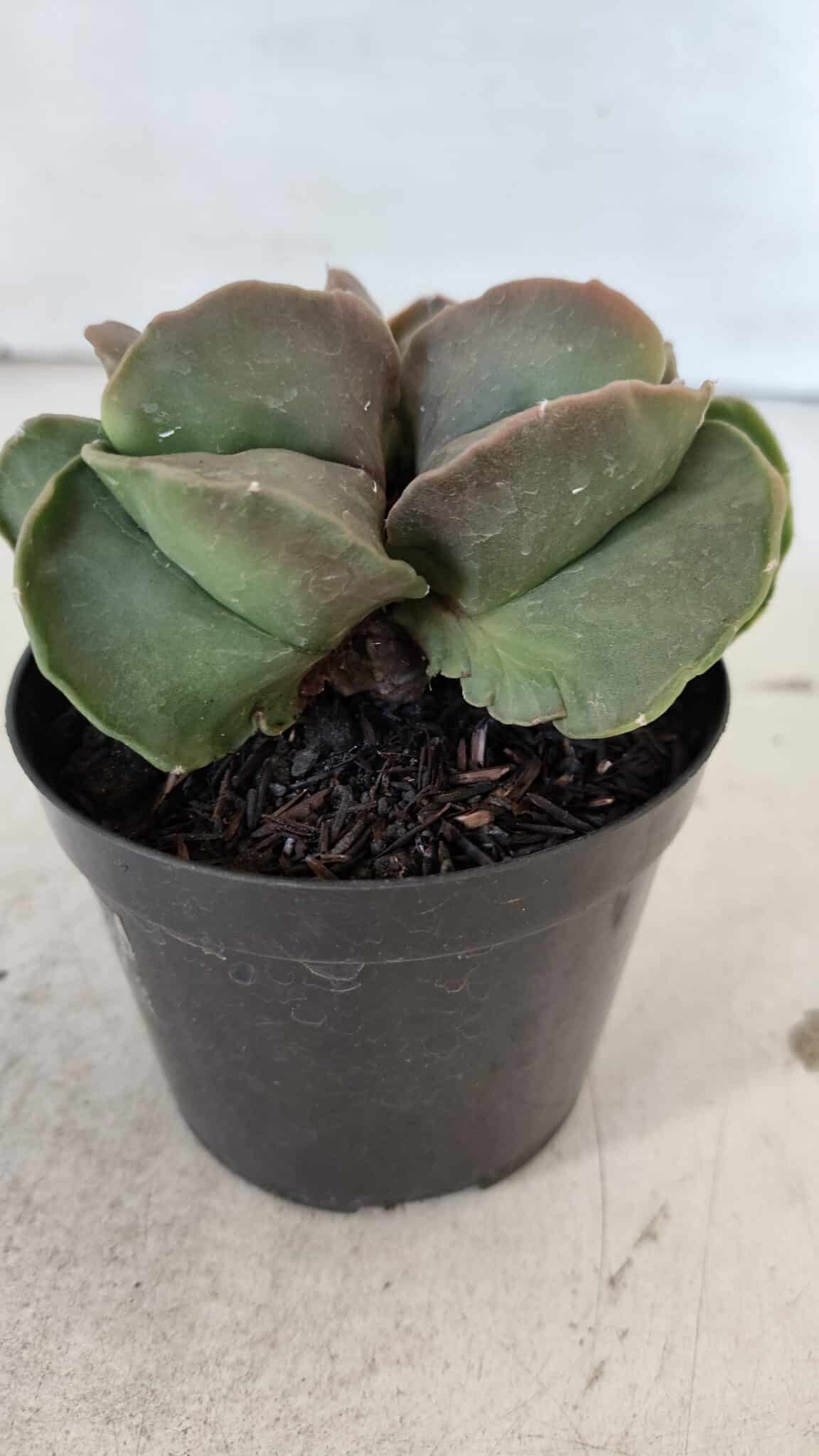 ASTROPHYTUM MYRIOSTIGMA Nº 1003 – vaso 09