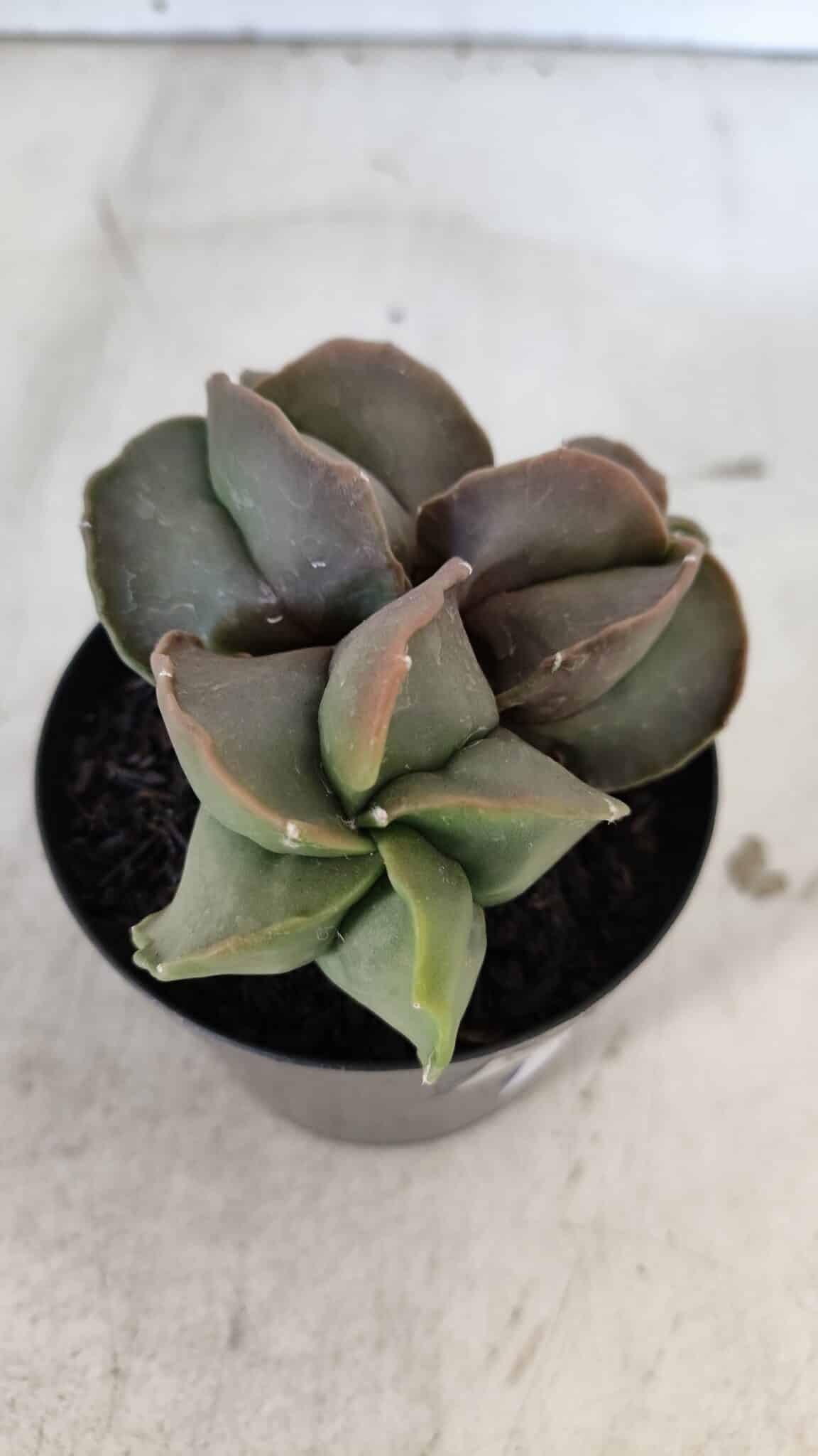 ASTROPHYTUM MYRIOSTIGMA Nº 1003 – vaso 09