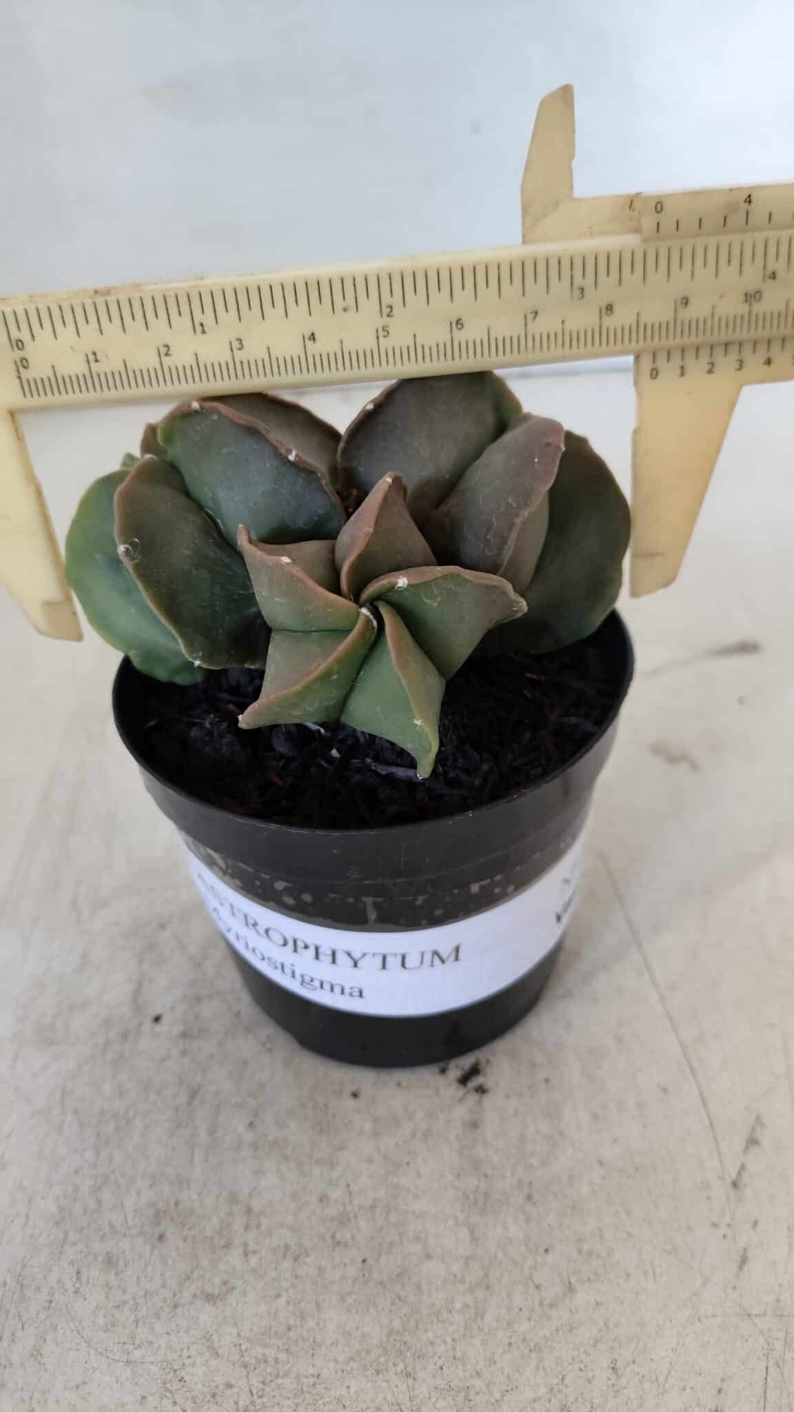 ASTROPHYTUM MYRIOSTIGMA Nº 1003 – vaso 09