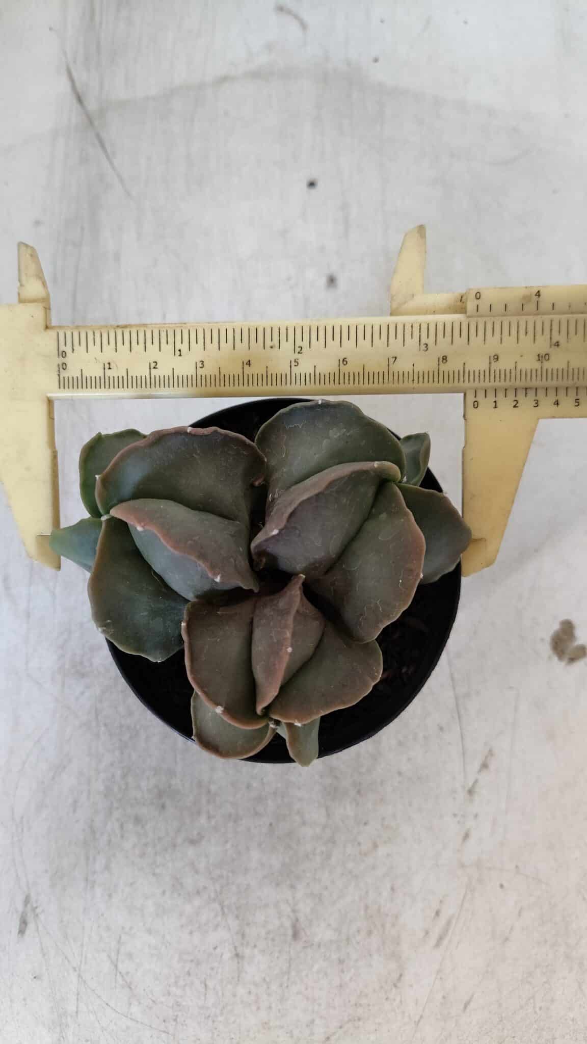 ASTROPHYTUM MYRIOSTIGMA Nº 1003 – vaso 09