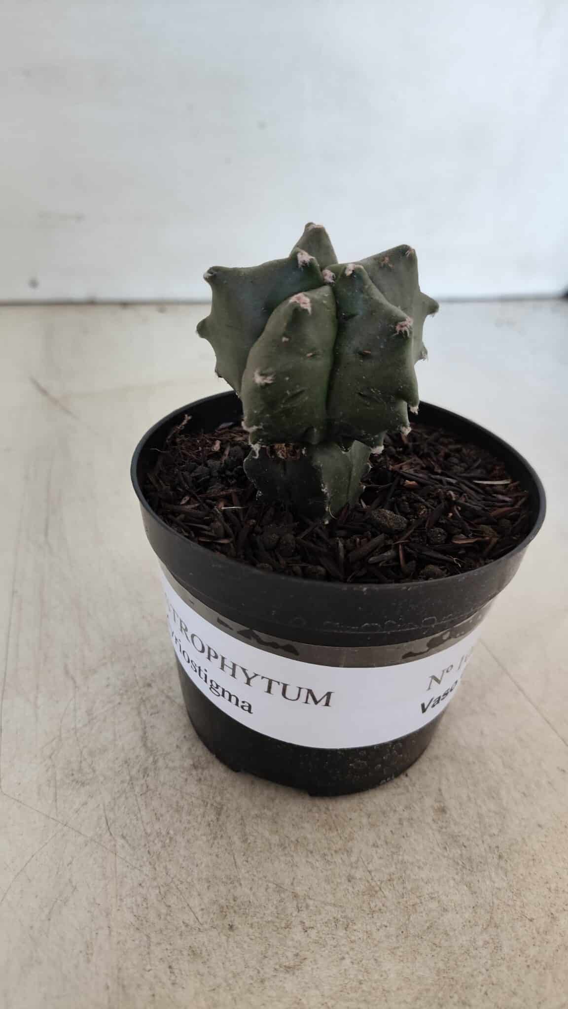 ASTROPHYTUM MYRIOSTIGMA Nº 1004 – vaso 09