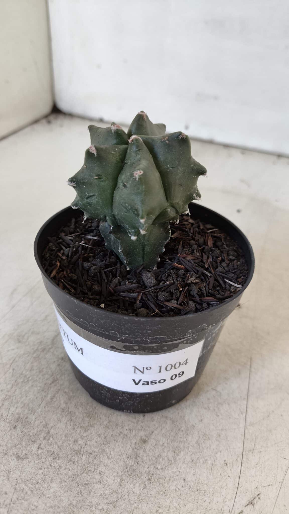 ASTROPHYTUM MYRIOSTIGMA Nº 1004 – vaso 09
