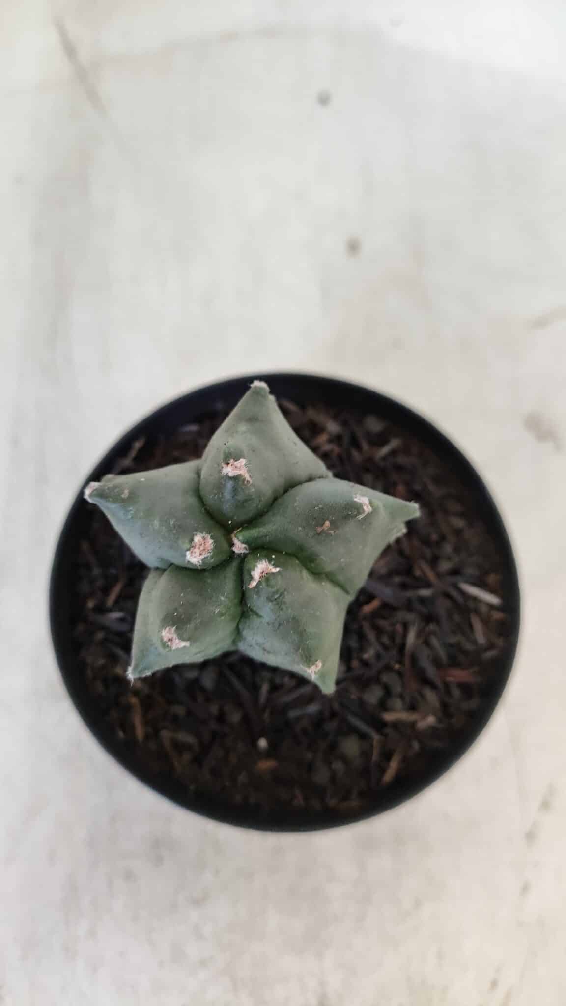 ASTROPHYTUM MYRIOSTIGMA Nº 1004 – vaso 09