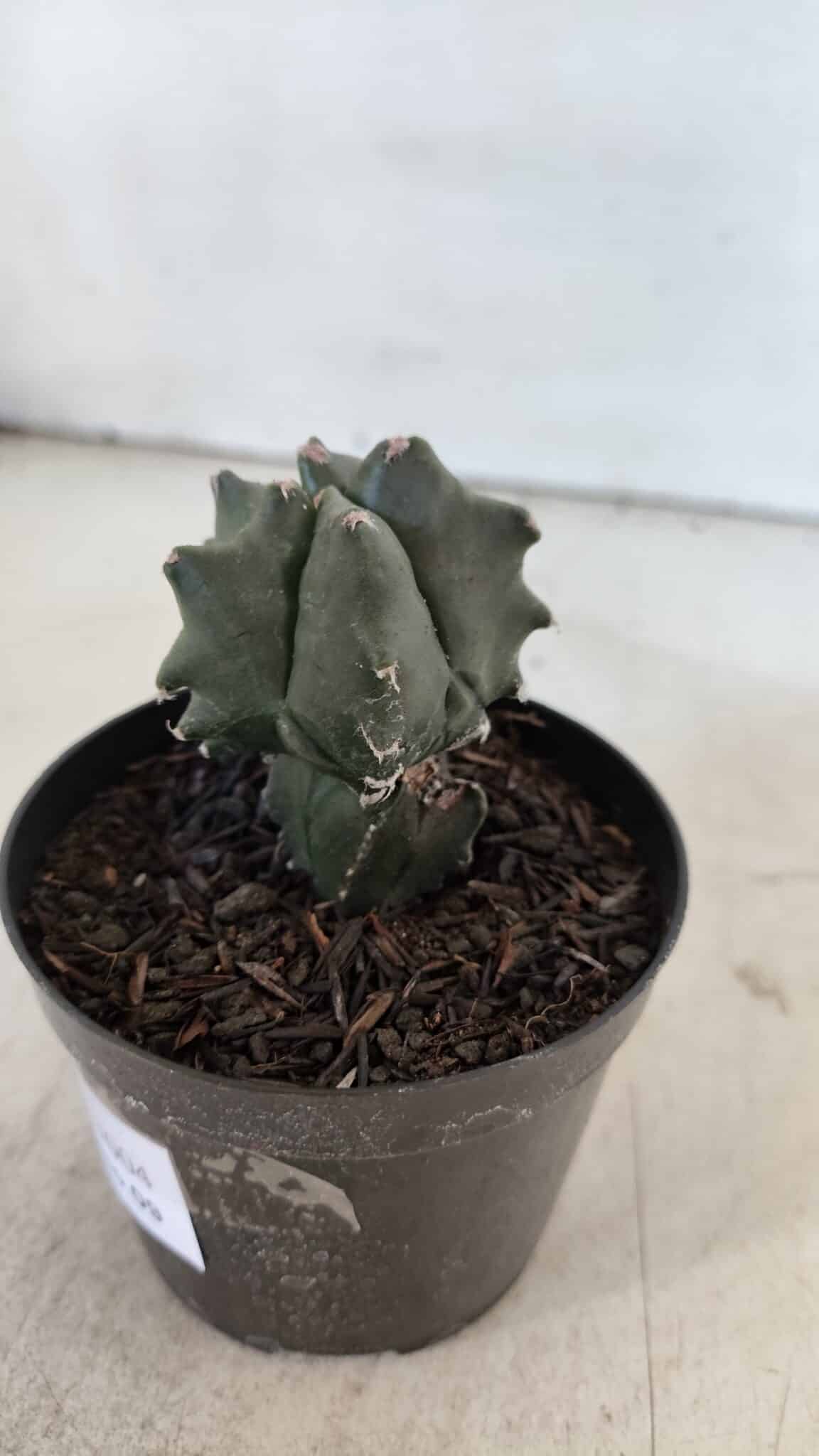ASTROPHYTUM MYRIOSTIGMA Nº 1004 – vaso 09